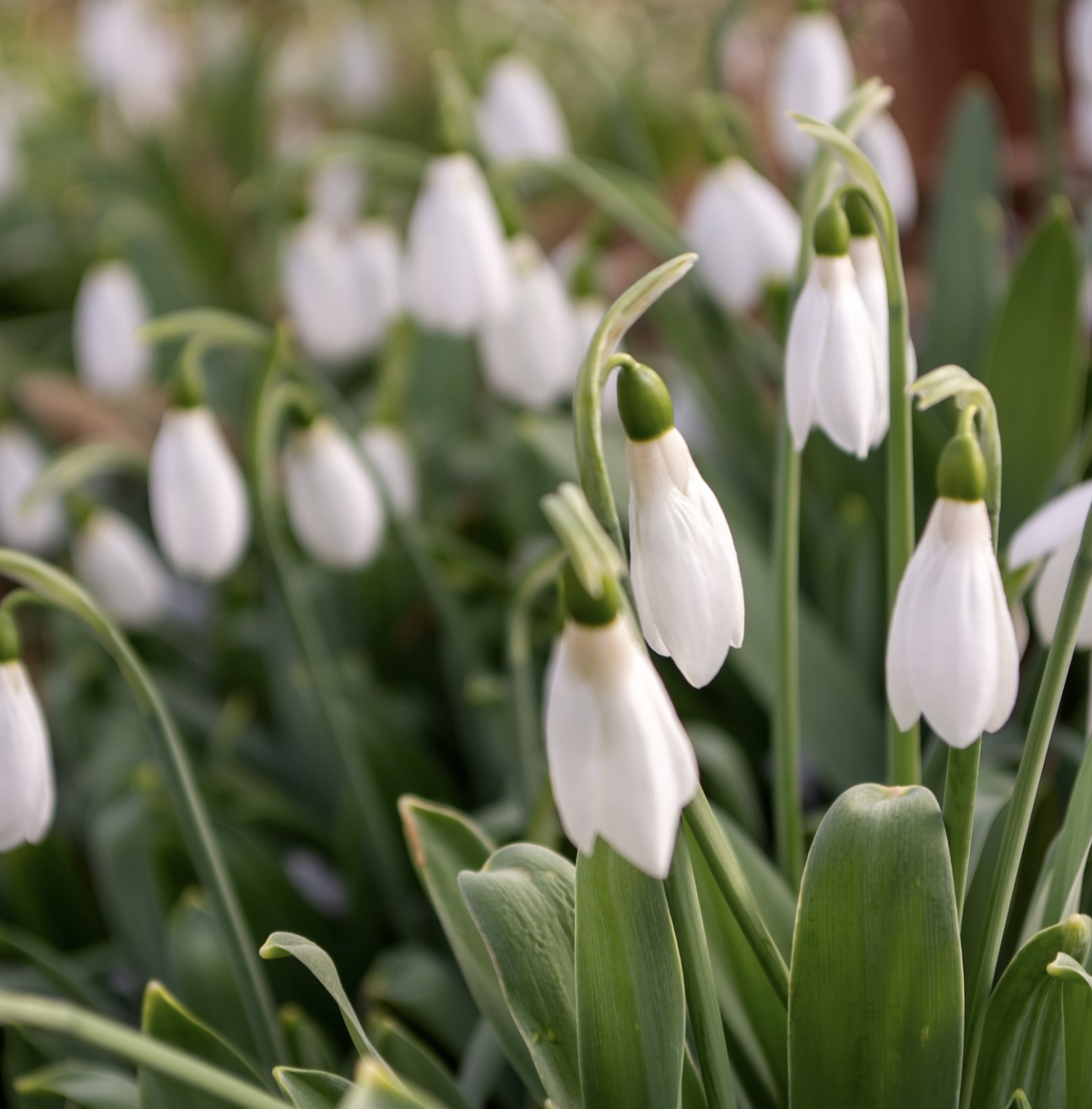 Springing into the Season