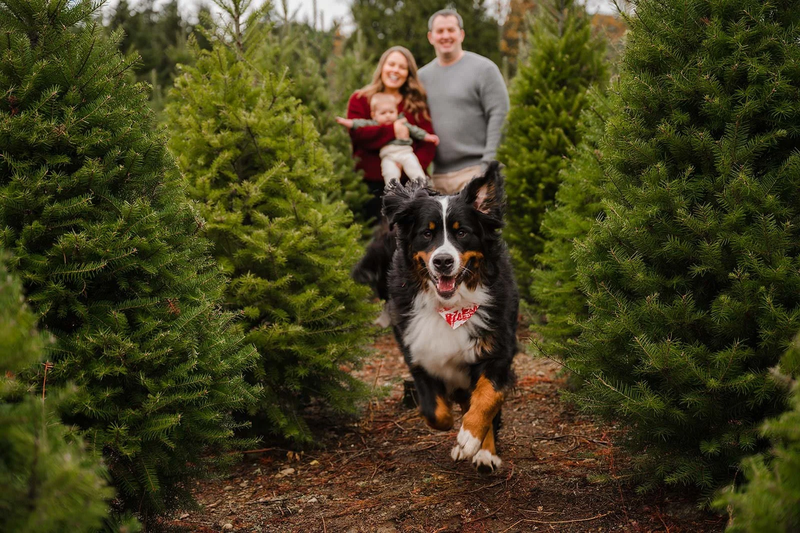 Christmas tree farm mini sessions (29).jpg