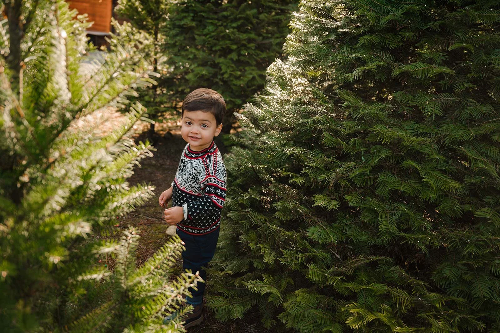 Christmas tree farm mini sessions (25).jpg