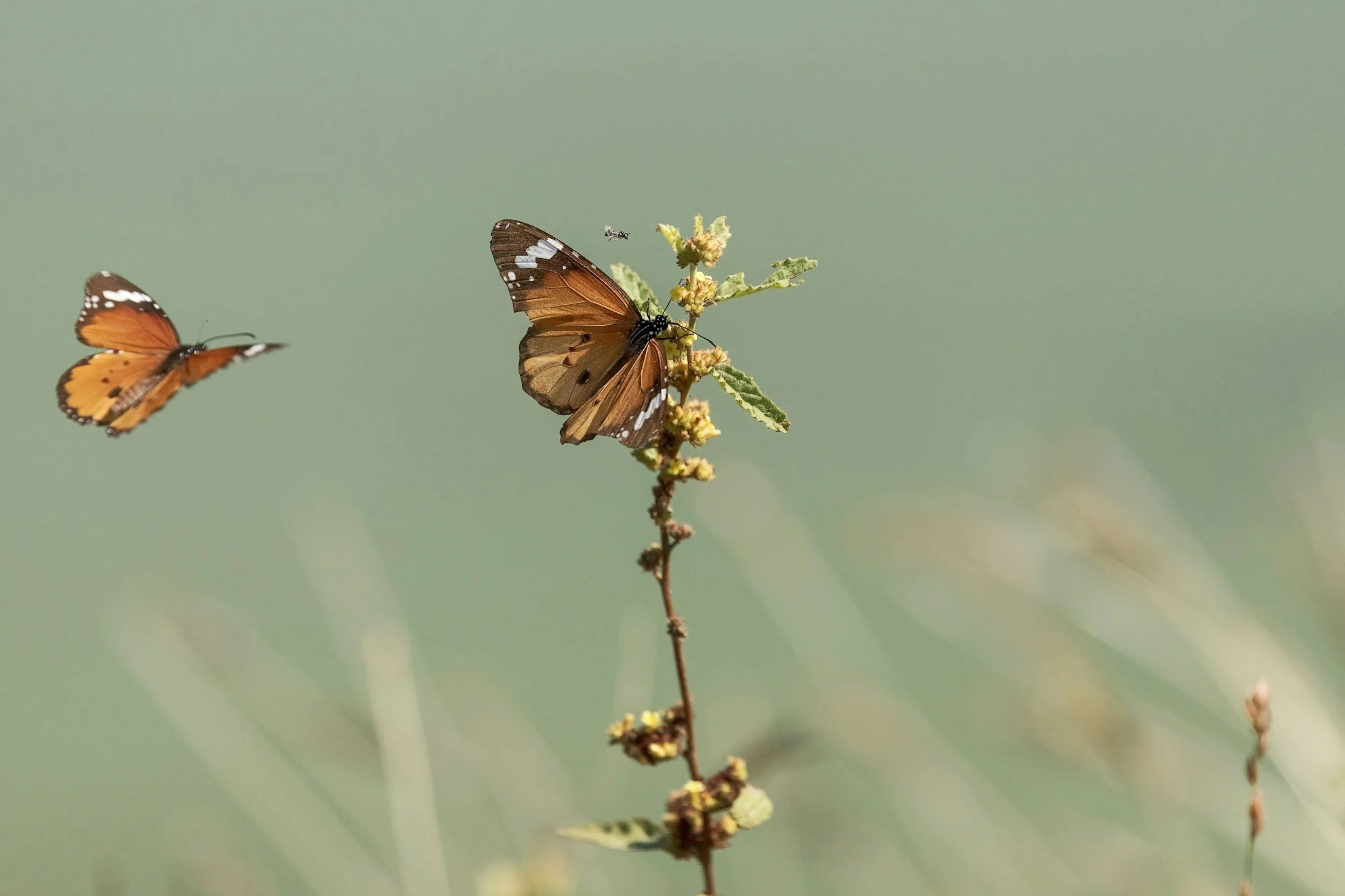 Spring Fling Writing Salon