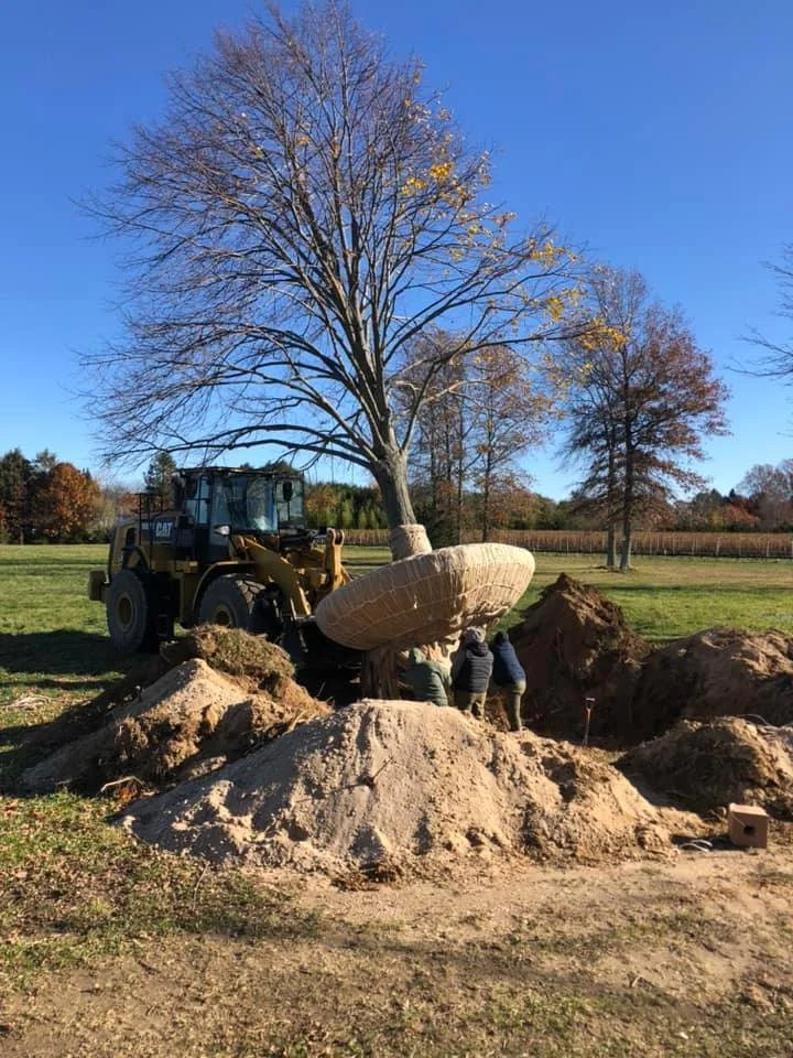 People burying a tree in the ground with a bulldozer and large piles of dirt nearby on a sunny day with trees and a grassy field in the background.