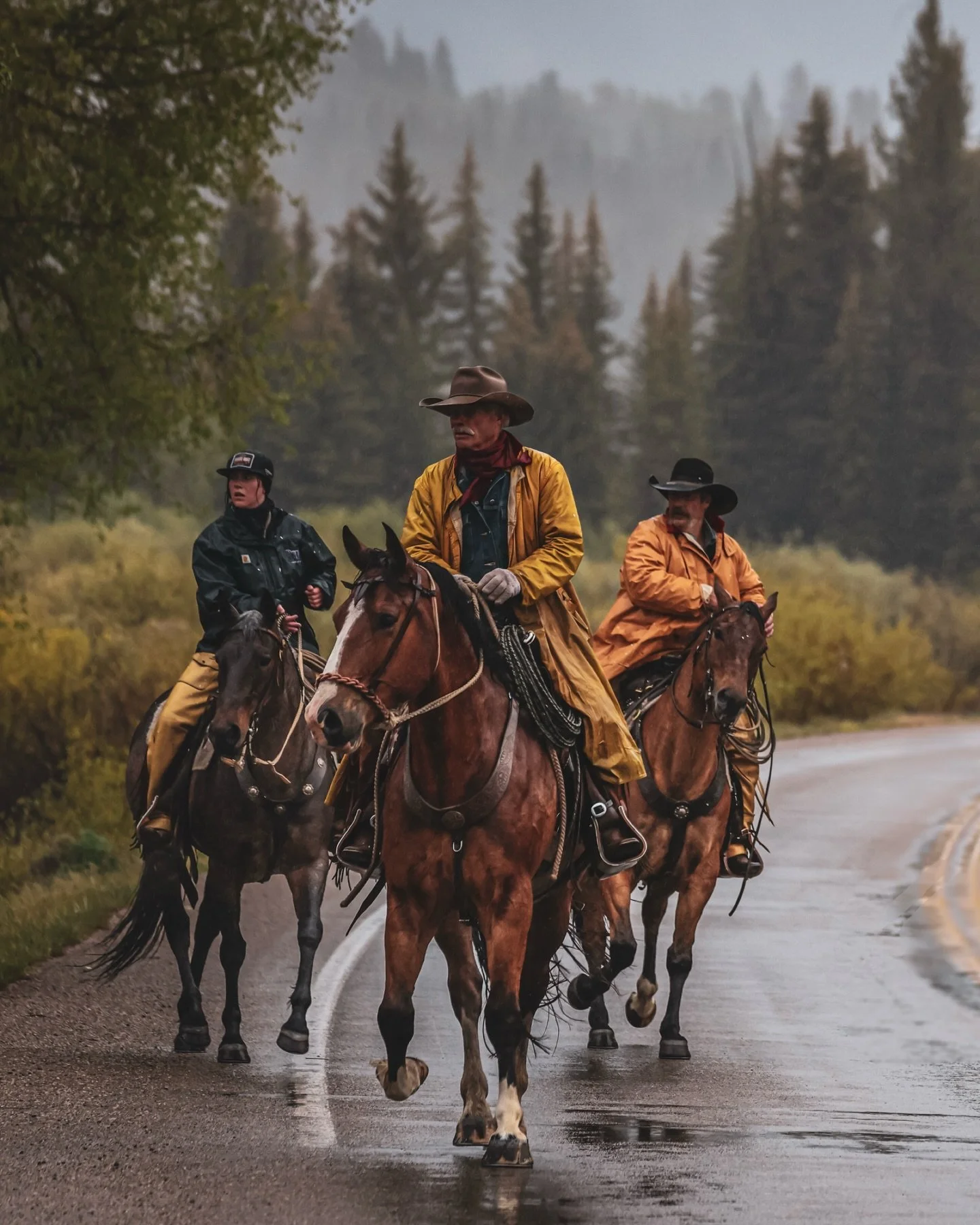 Pinto cattle drive🔥🙌🏼
Down pouring rain and cold this morning but it sure was beautiful to watch! 

Thank you @brandyjo17 for keeping me in the loop!! 

.

.

.

#cowboy #cattle #cattledrive #wyoming #wyominglife