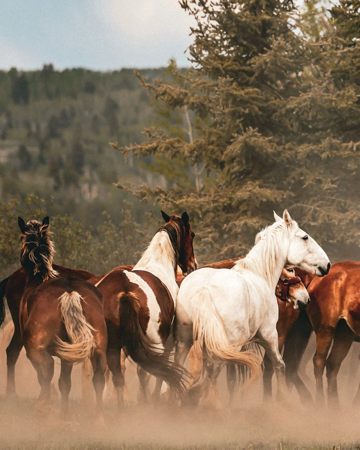 How&rsquo;d you spend your Monday morning? 

For those of us who have chosen happiness 
over cubicles🔥🤘🏼

Had to do one more today from the wrangle! 

.

.

.

.

#cowboy #horse #horses #wyoming #wyominglife