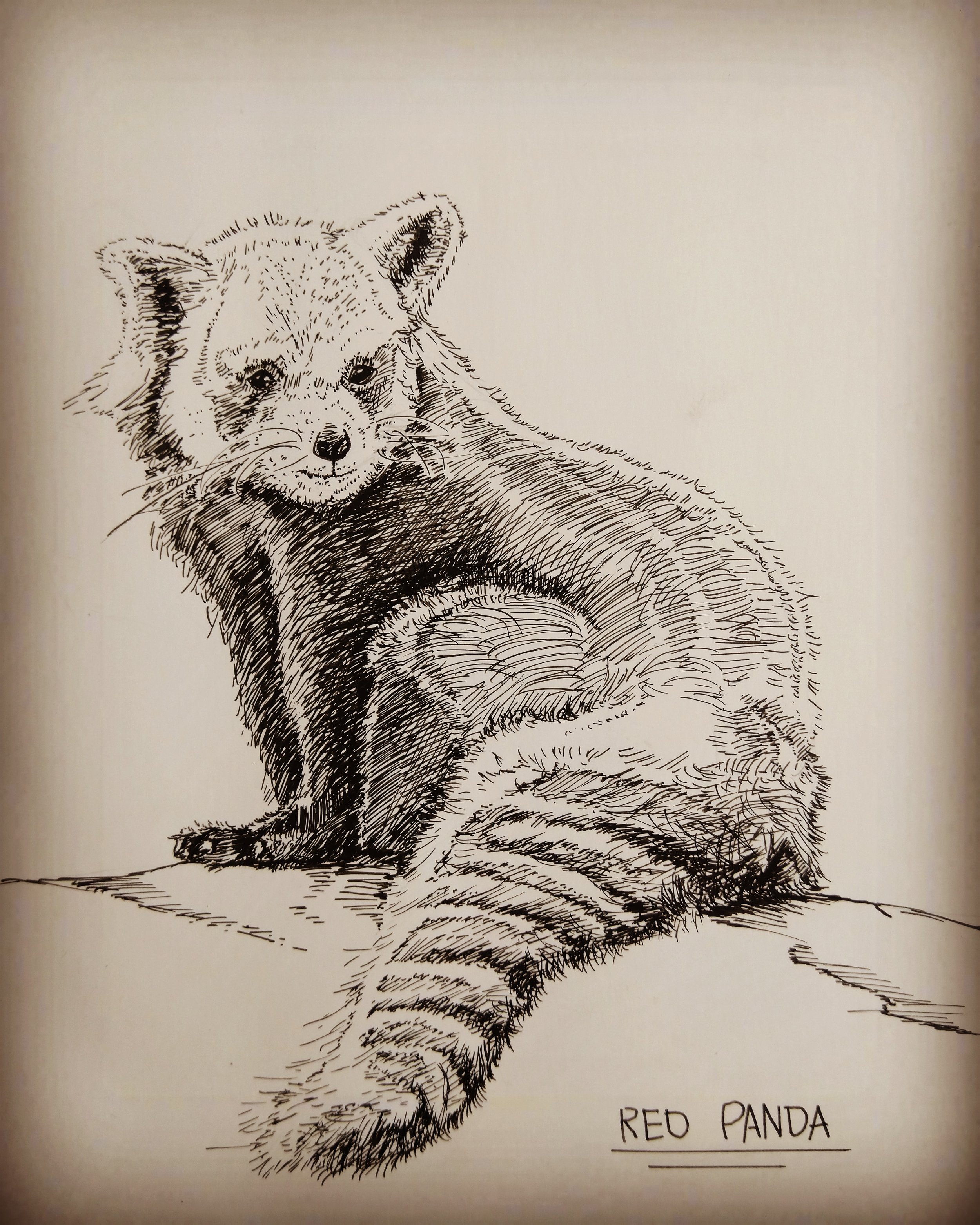Red Panda. Pen on paper