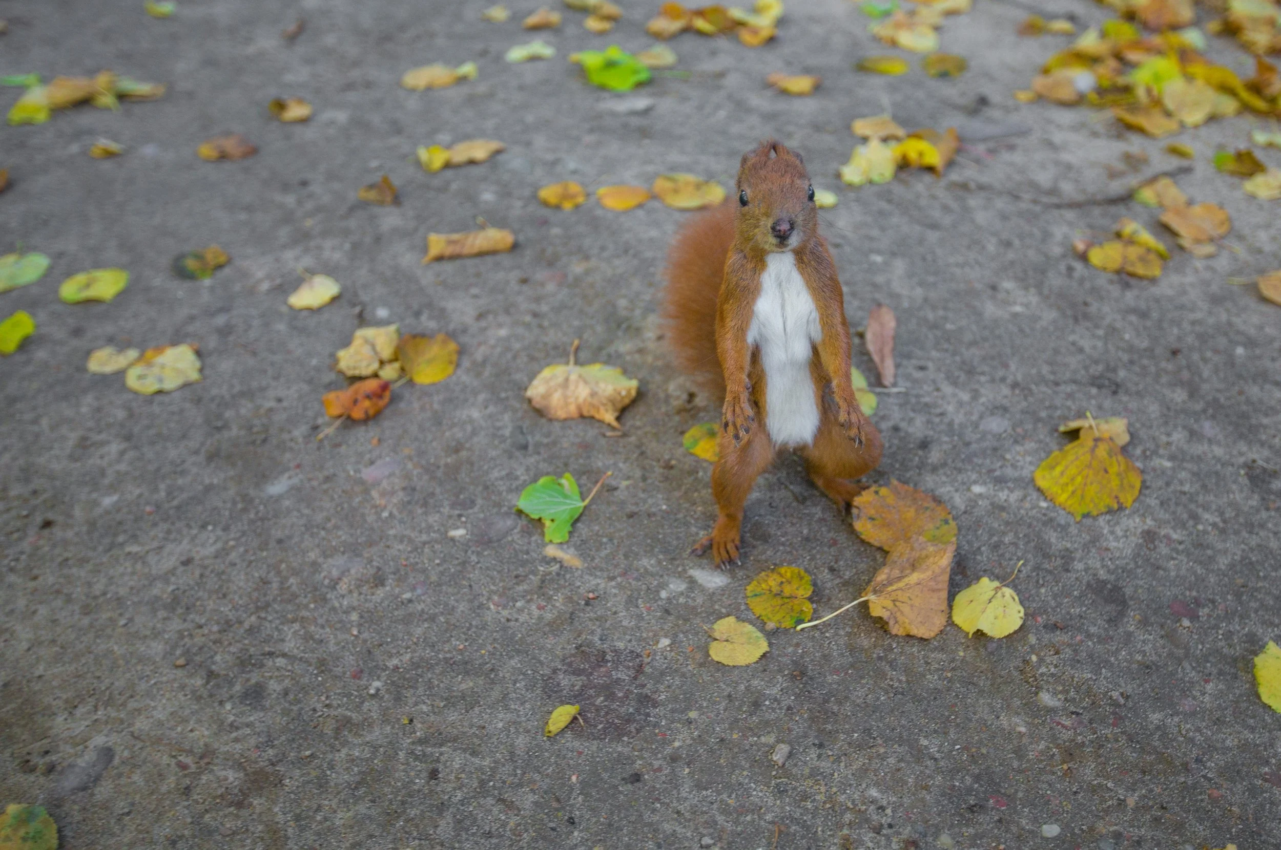Death, Squirrels, and Teachable Moments