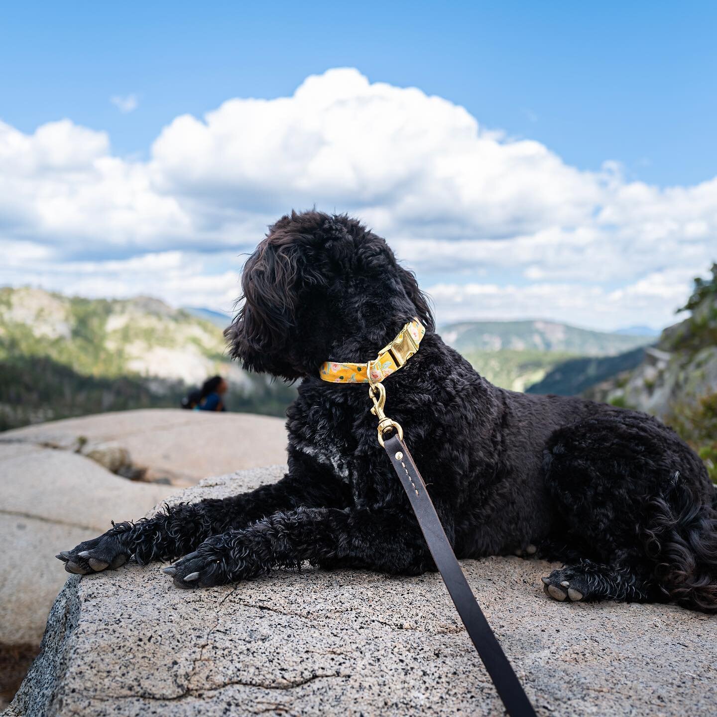 This rock looks like a good spot for a pit stop (say that a few times) on our hike up to high camp via Shirley Canyon Trail! 🥾🐕&zwj;🦺
.
.
.

#toraqportuguesewaterdogs #happydog #fluffygirl #portugesewaterdog #pwdsofinstagram #pwd #waterdog #califo