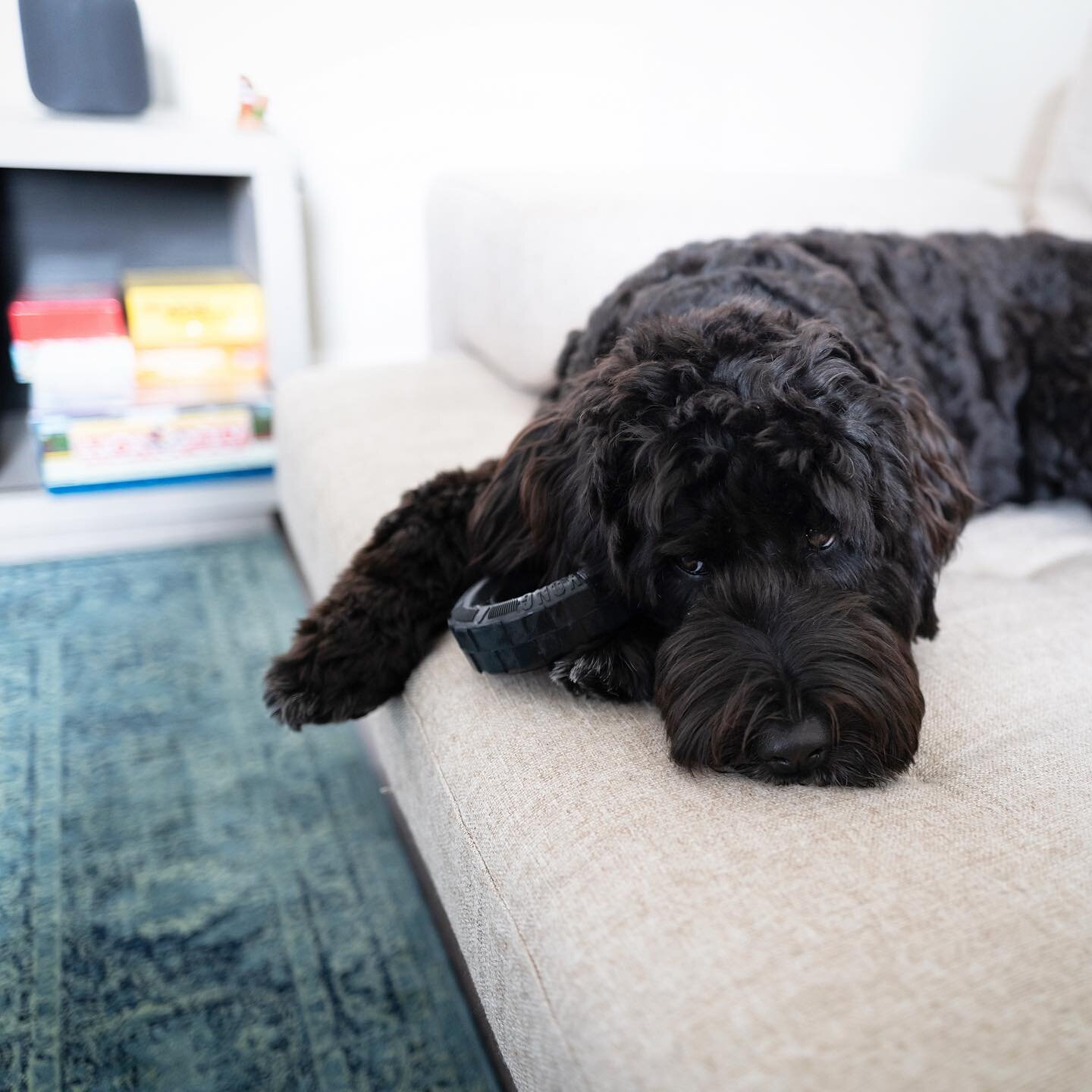 Today, like yesterday and tomorrow is a couch potato kind of day. 😴🥱
.
.
.
#toraqportuguesewaterdogs #happydog #fluffygirl #portugesewaterdog #pwdsofinstagram #pwd #waterdog #california #dogstagram #instadog #porties #leica #mugsytheportie #shotonl