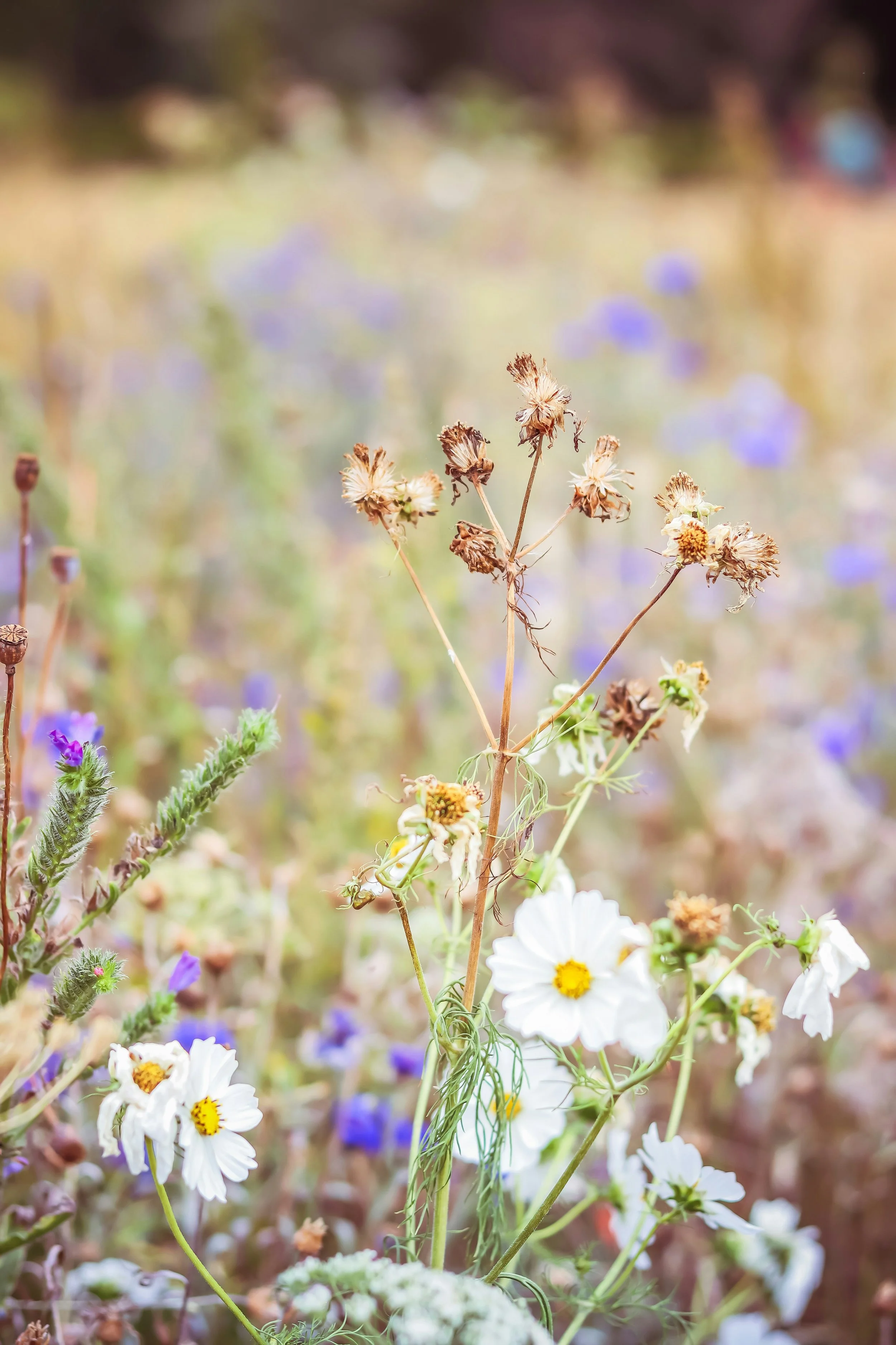 Wildflowers Close-Up