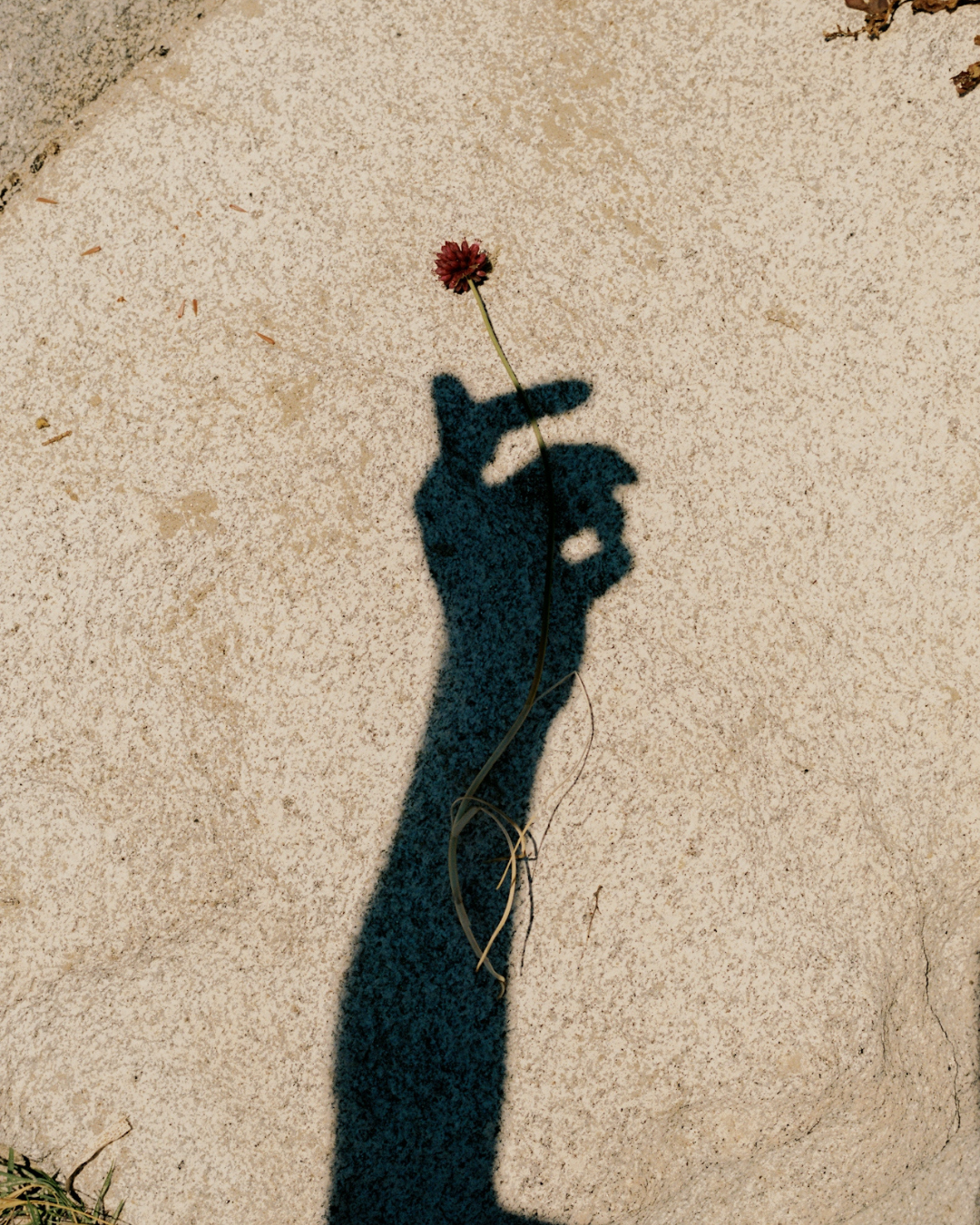 postpartum mom's hand with flower