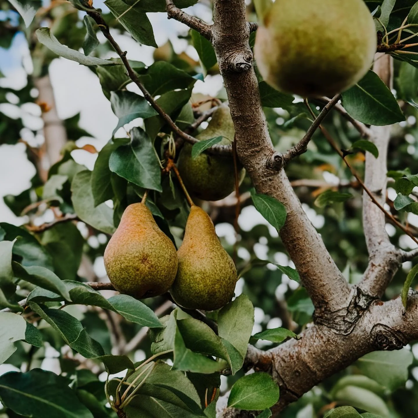 A lovely pair of pears 🍐