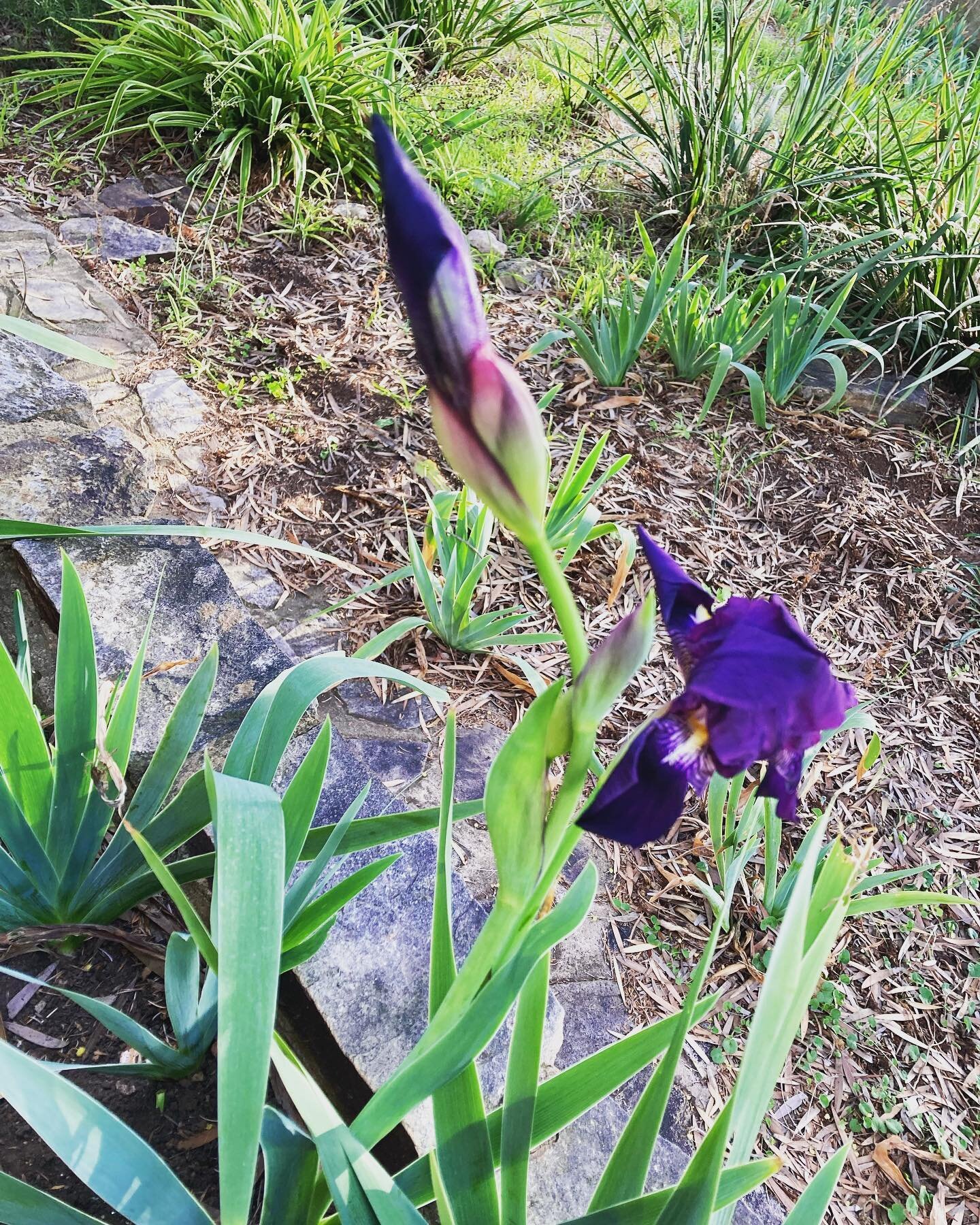 A spot of colour emerging from my garden in between the early winter showers.
 

#gardeningadventures #iris #purpleiris #southernhemisphere #southernhemispherewitches #australianwitch #wintermagic #antipodeanwitch #adelaide
