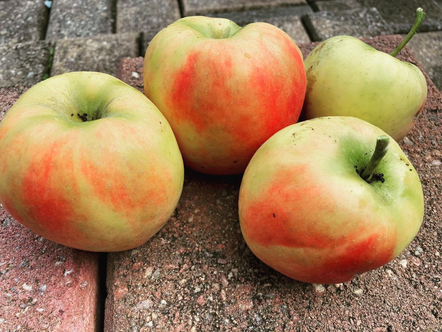 The last of my apples harvested.

Grateful of being able to grow my own fruit and veggies, despite it being a struggle at times.

But in those instances, I guess the birds make sure things don&rsquo;t go to waste!!

#homegrown #applesfresh #gardening