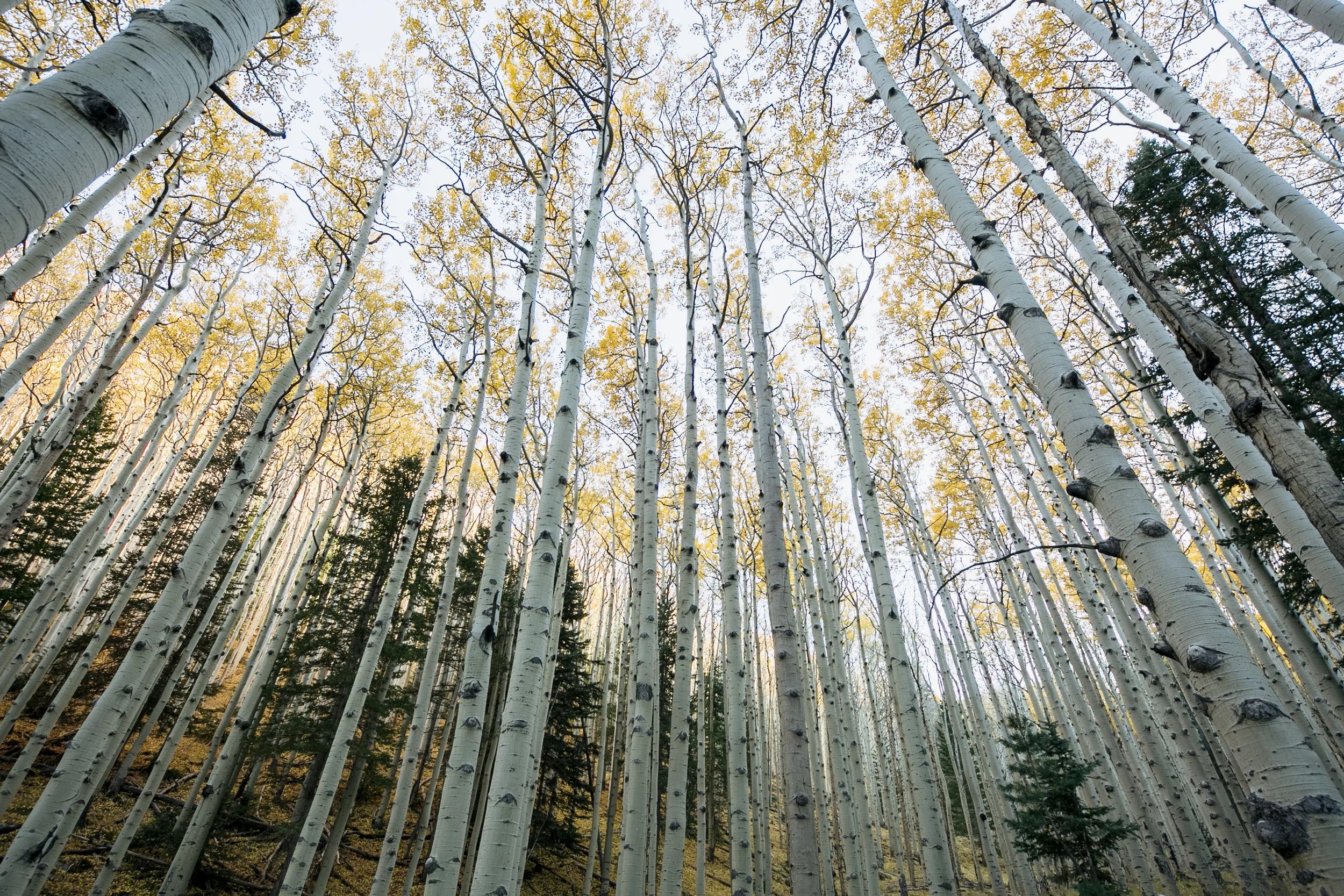 Tall aspen trees with white bark and yellow leaves in a dense forest, viewed from below.