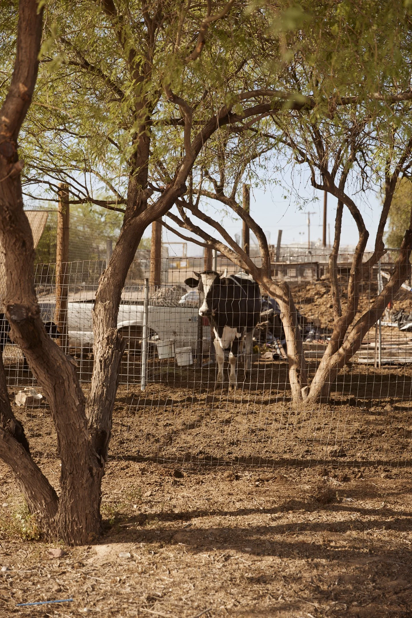 Black and white cow inside a shaded fenced pen in Randolph, Arizona — photographed by Matt Martian, Phoenix-based editorial and documentary photographer