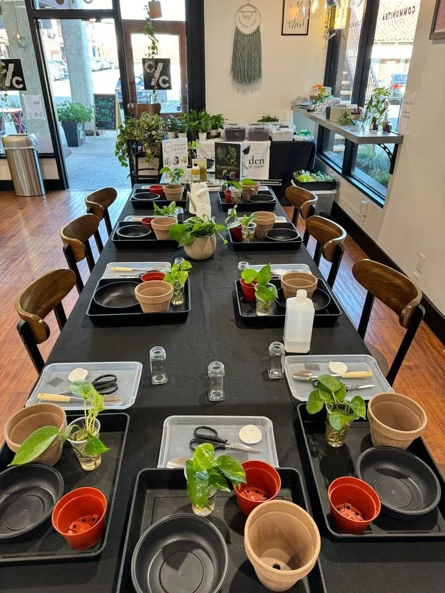 Houseplant Care & Propagation Workshop (and plant swap!)