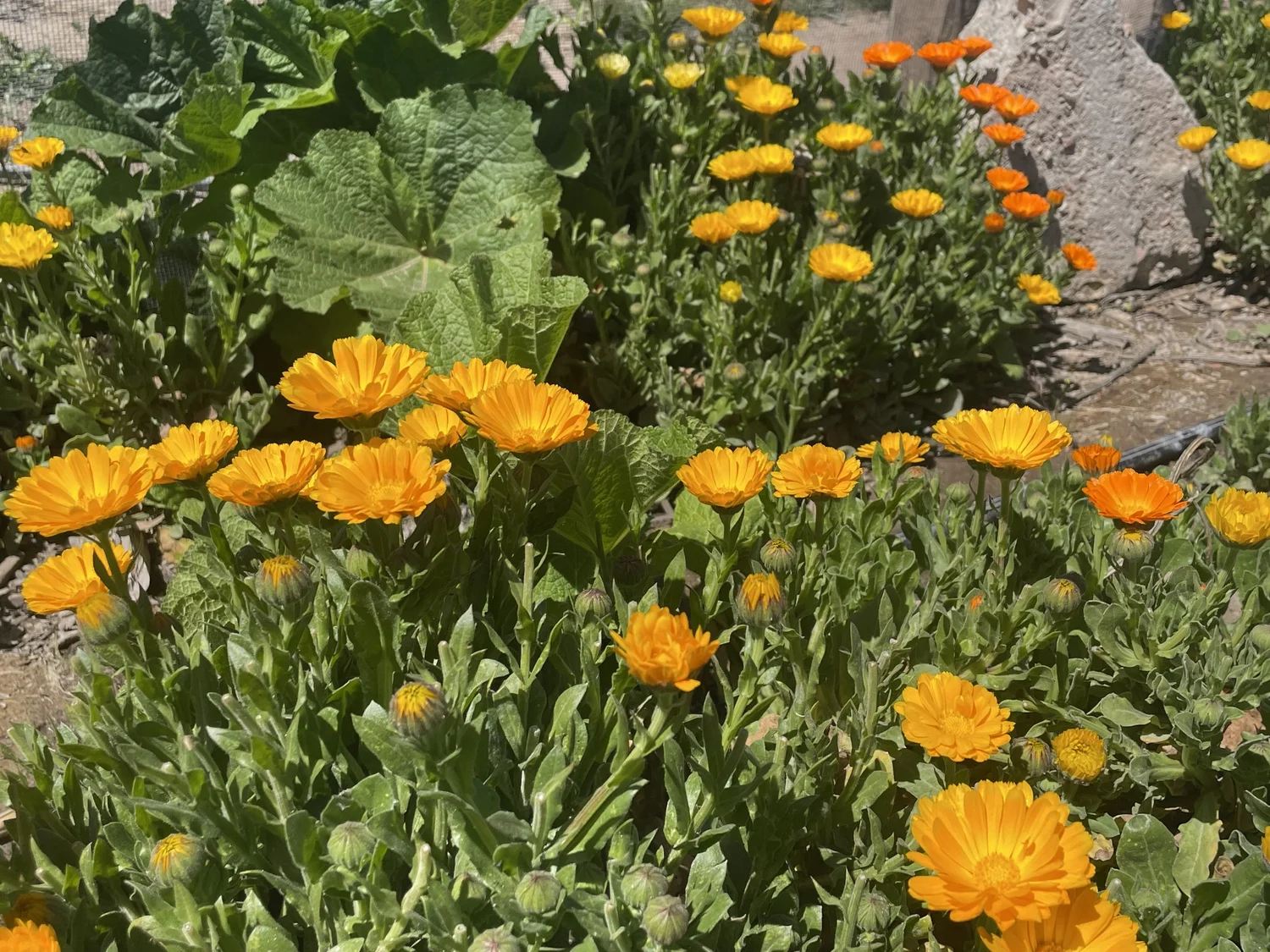 Calendula (F/W) — ORO House