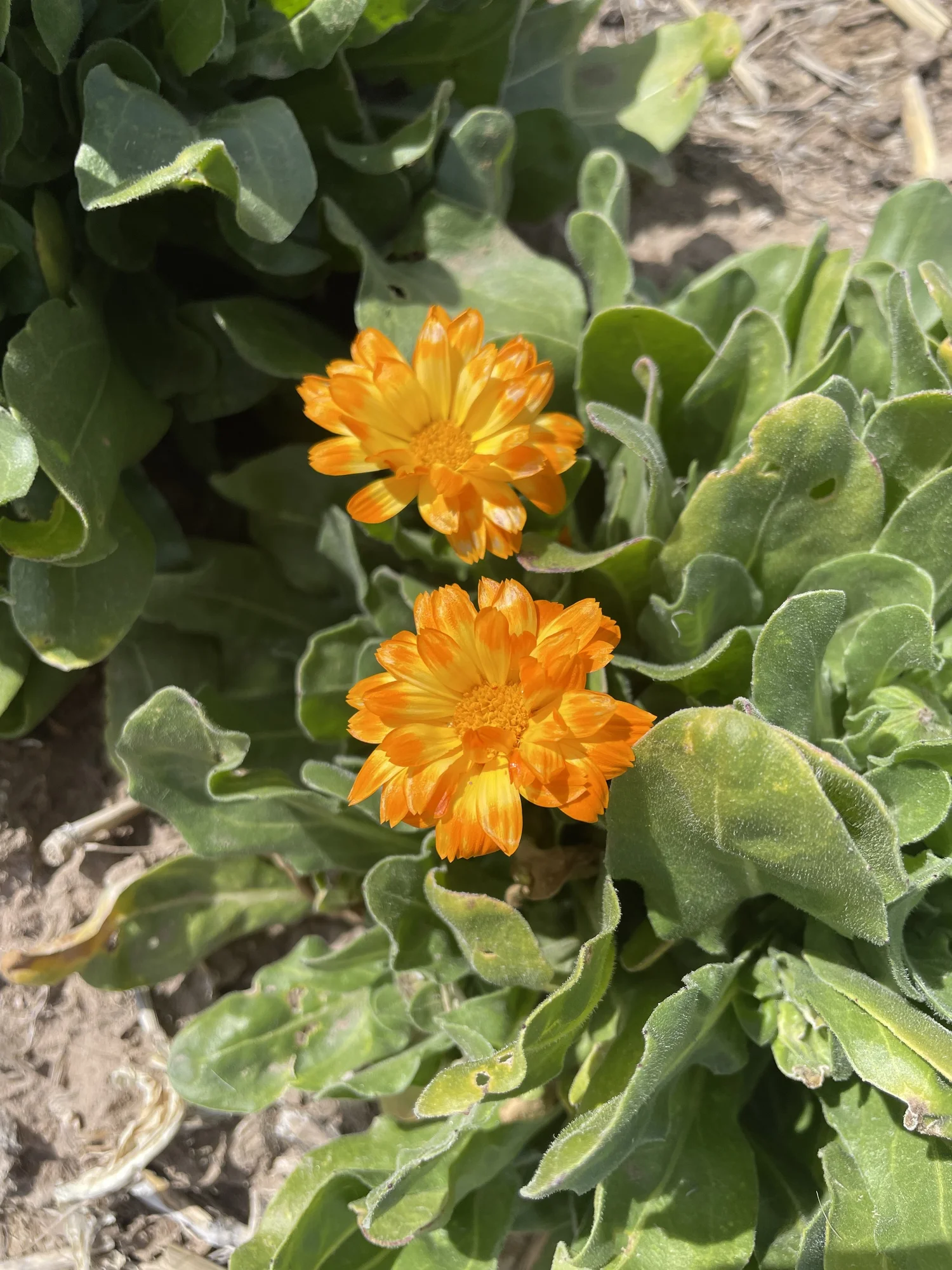Calendula (F/W) — ORO House