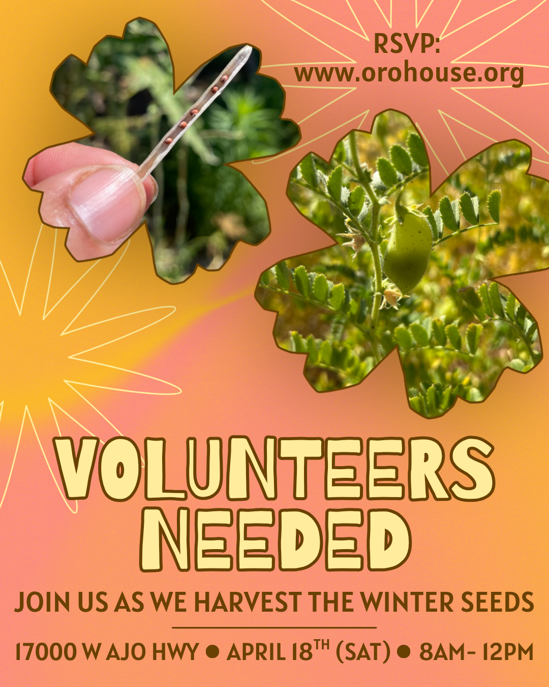 Volunteer Day! (Seed Harvesting)