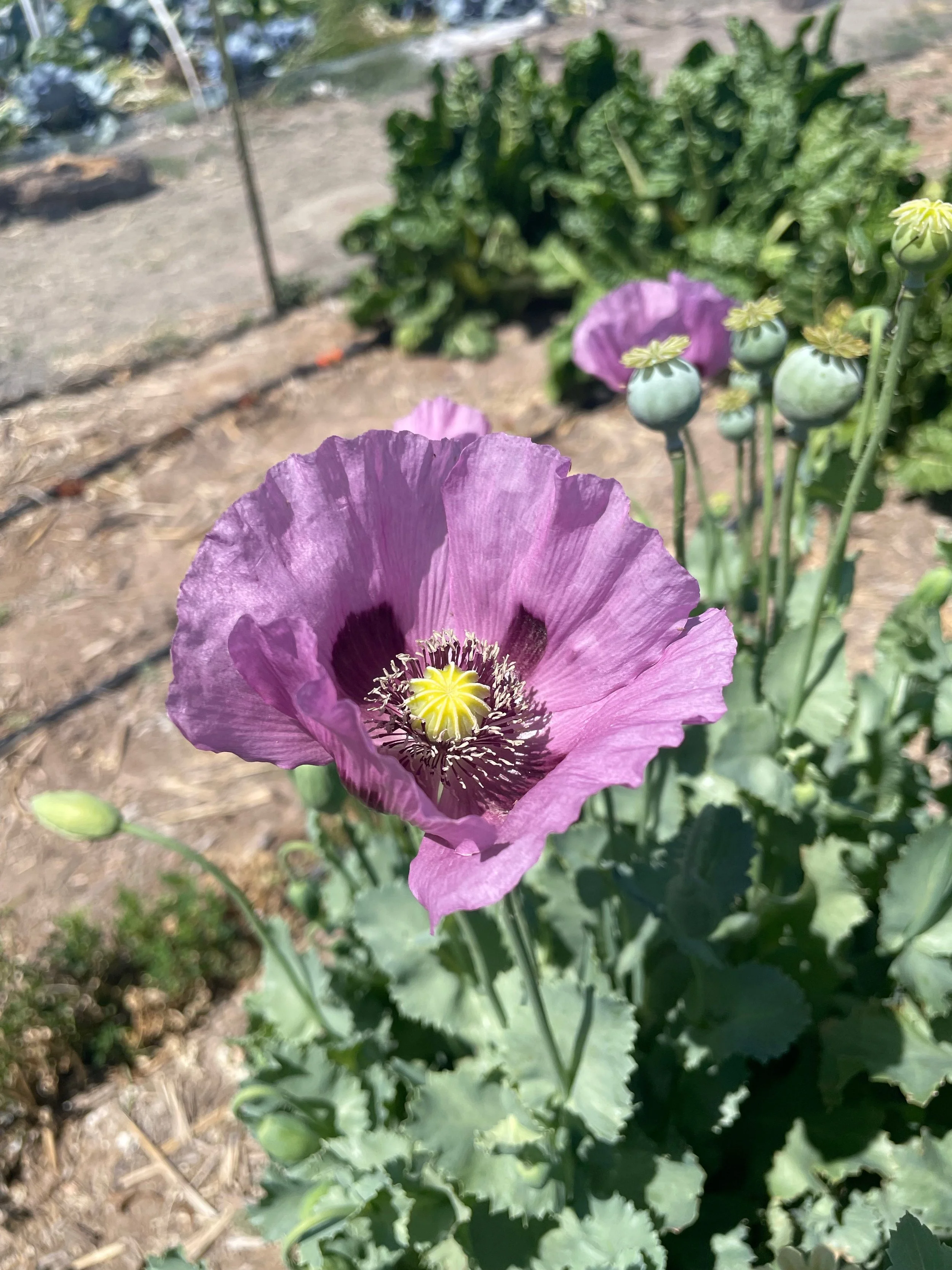 purple poppy.jpg