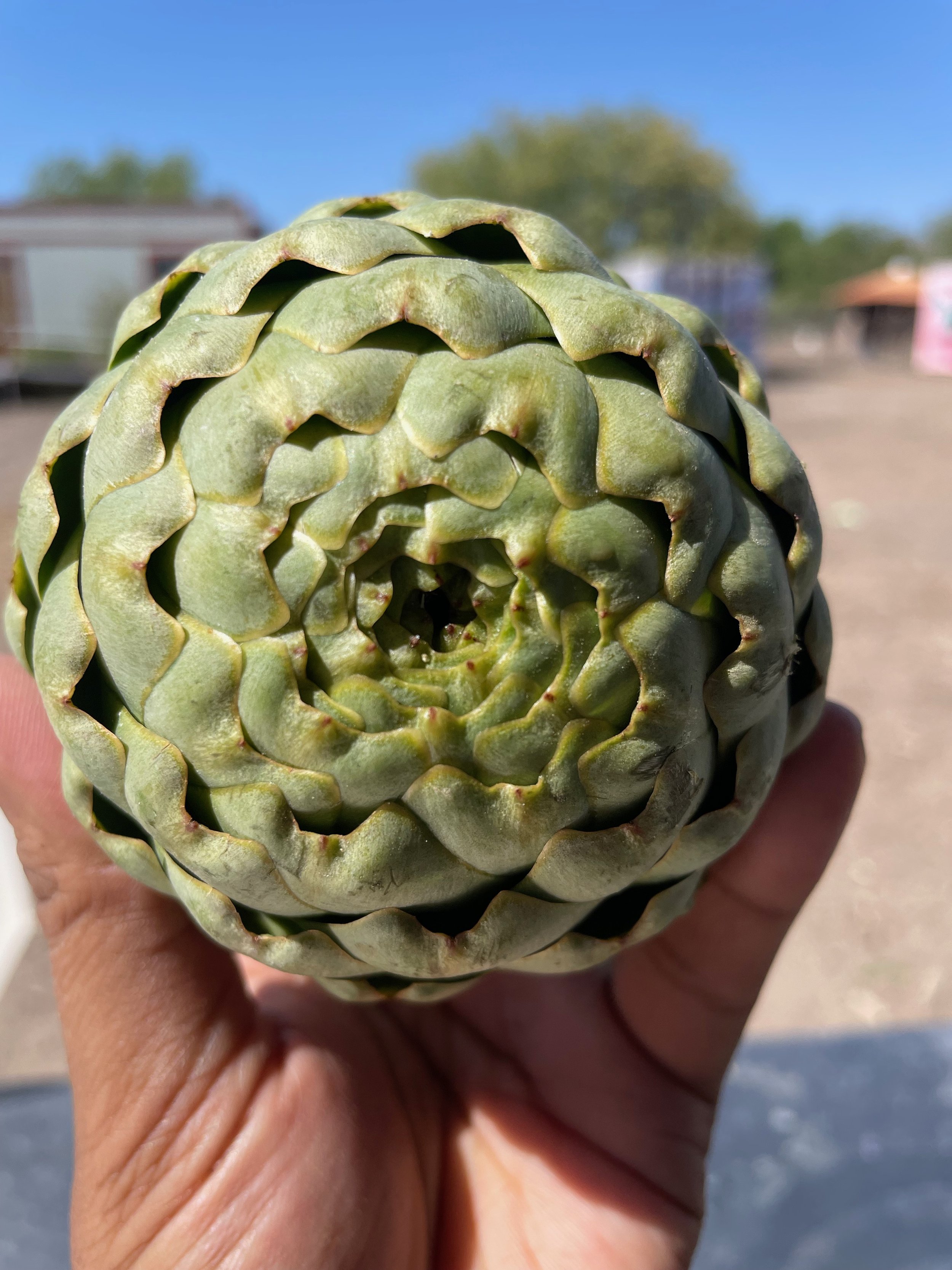 Artichokes (F/W)