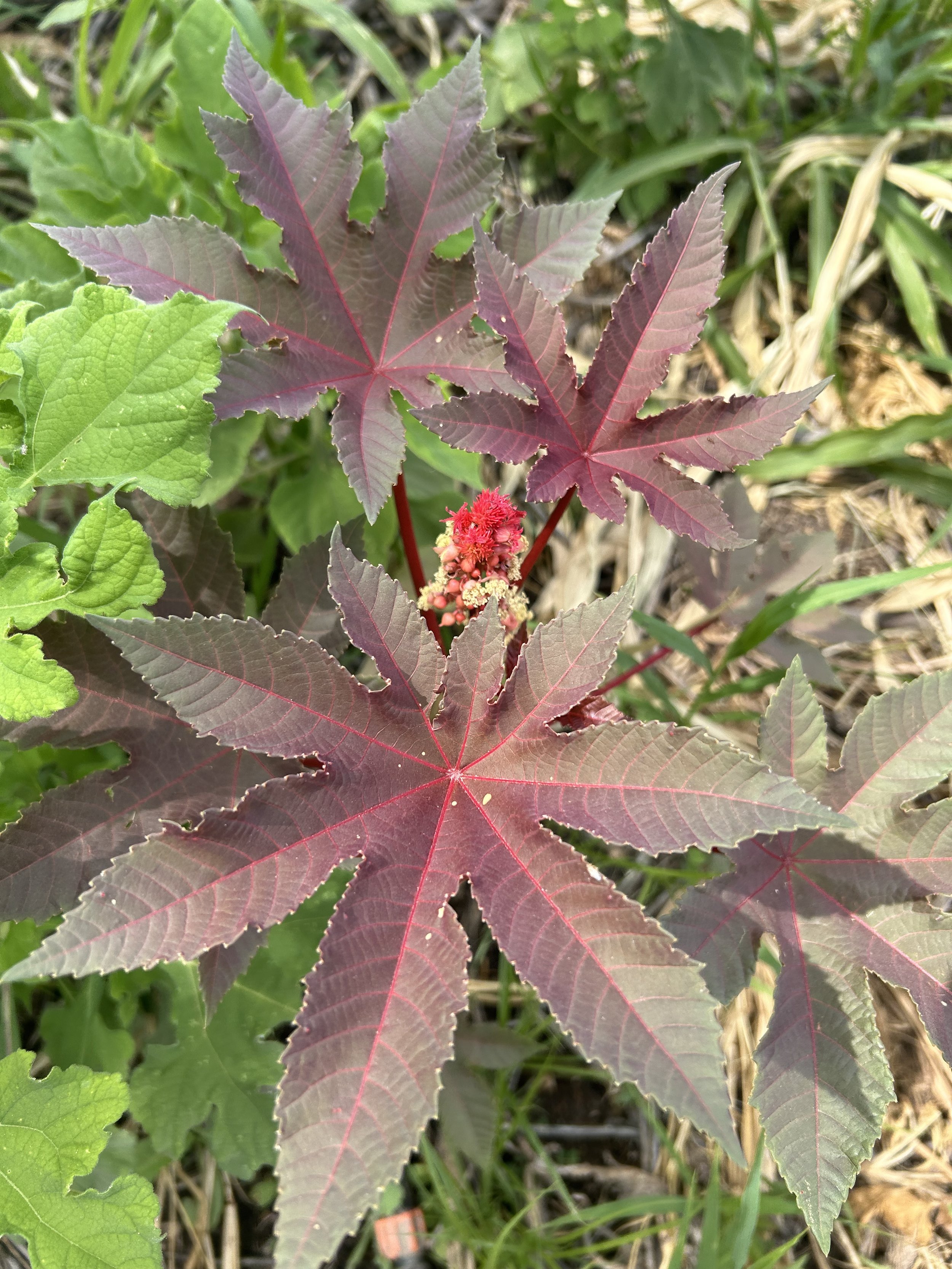 Red Castor Bean (S/S)