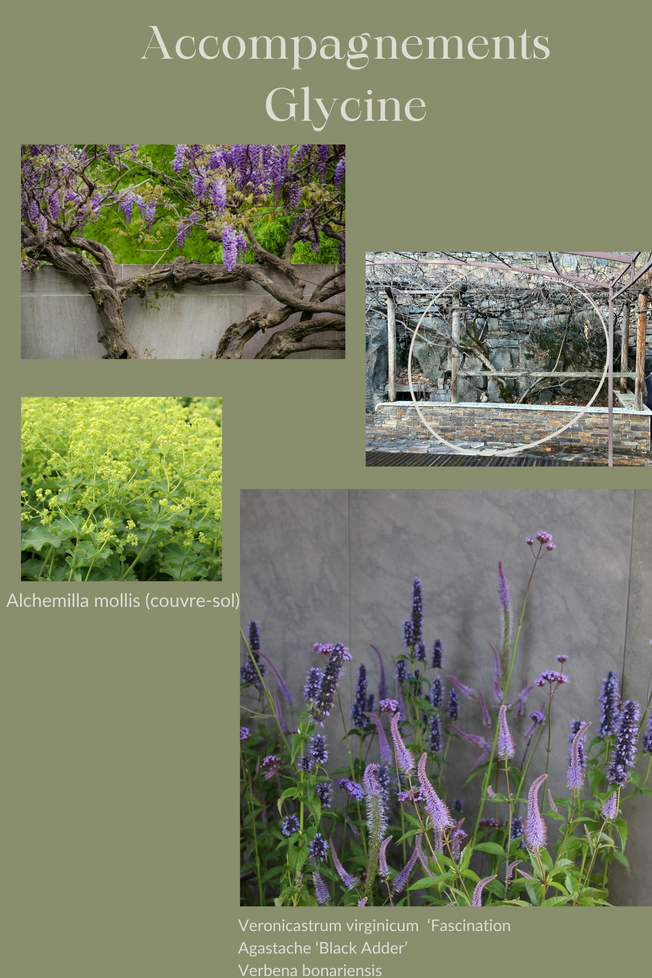 Glycine accompagnents.png