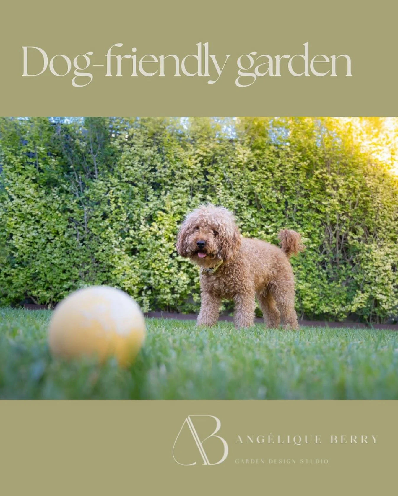 I&rsquo;ve been commissioned to design the planting for a dog-friendly garden which is way exciting. I love dogs ( as much as plants, and humans come third 😬). My clients&rsquo; cavapoo is super sweet and I was relieved at our first meeting that we 