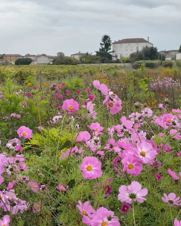 The meadow that keeps on giving..and gives us flowers still to cut and enjoy in the house. Annuals are really important to give you blooms and fill the gaps in your borders. It&rsquo;s a bit of work if you grow them yourself from seeds but you can al