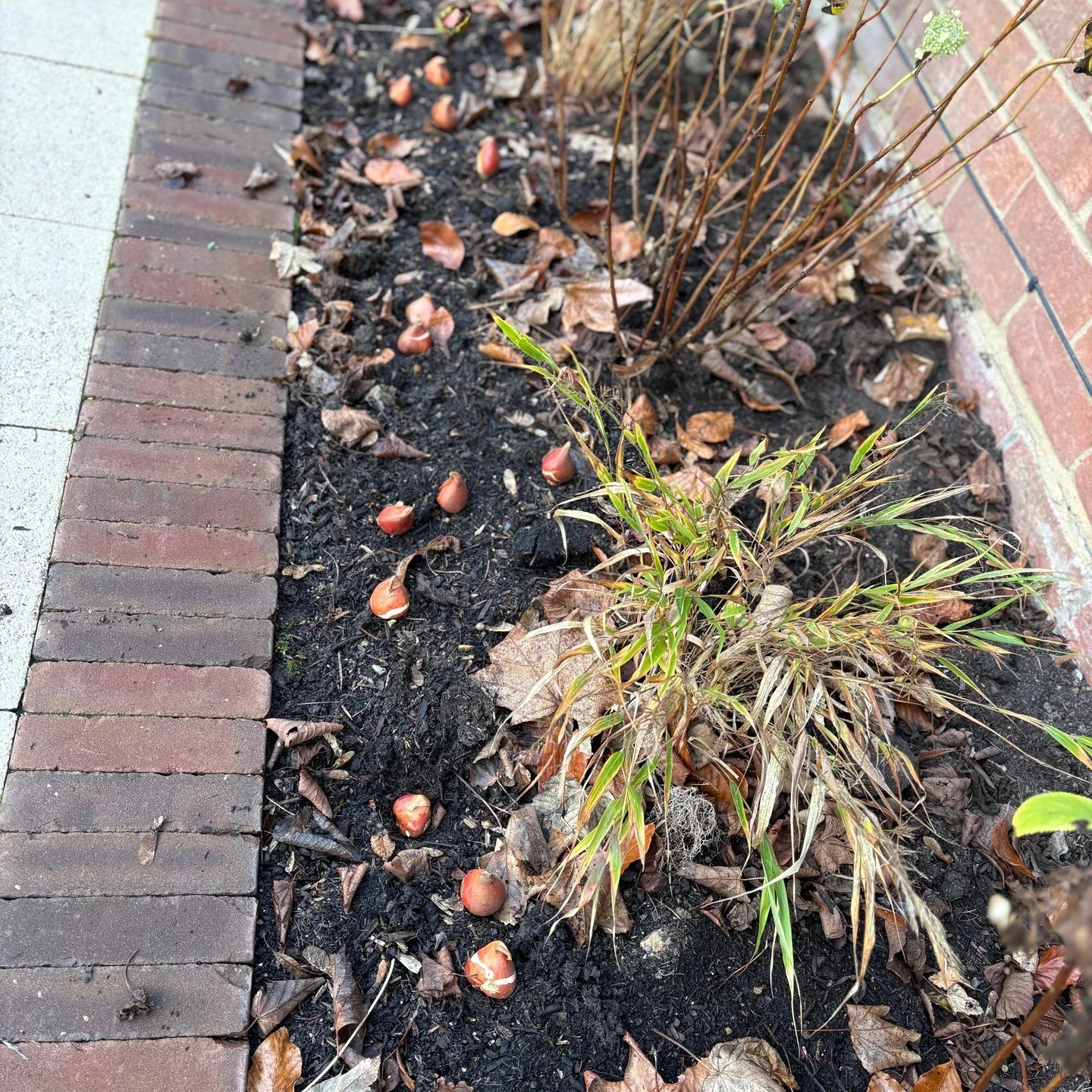 A peek at what I'm going to work on this week among other things:

1. Pulling together a plant moodboard for a client.
2. Sourcing and ordering pleached beech trees and multi-stem trees for a project planting in early 2026.
3. More tulip bulb plantin