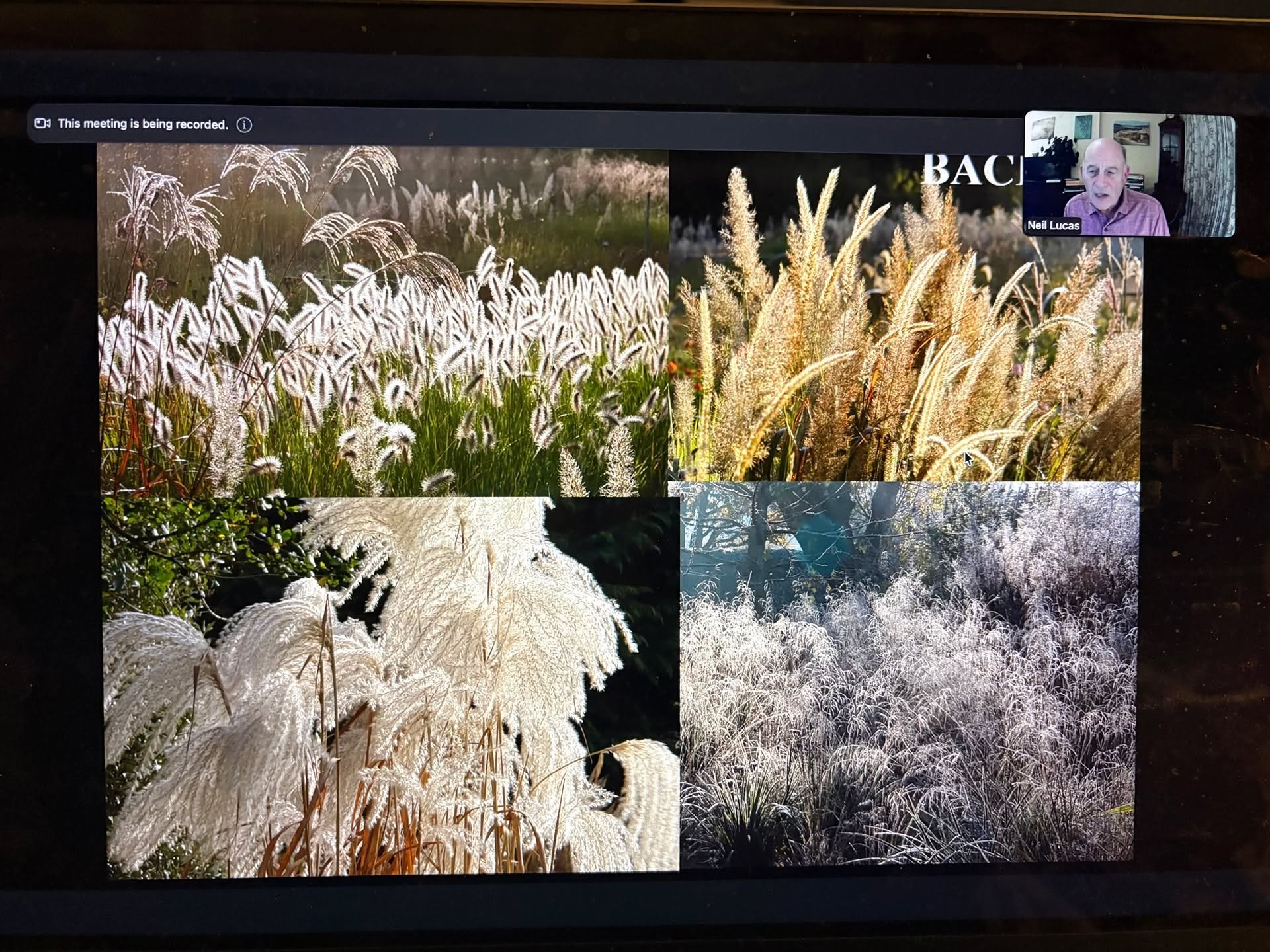 Last night&rsquo;s online talk organised by @surreygardendesigngroup was an absolute treat!
Huge thanks to the brilliant Neil Lucas of @knollgardens for such a fascinating deep dive into grasses and naturalistic planting.
We explored how grasses adap