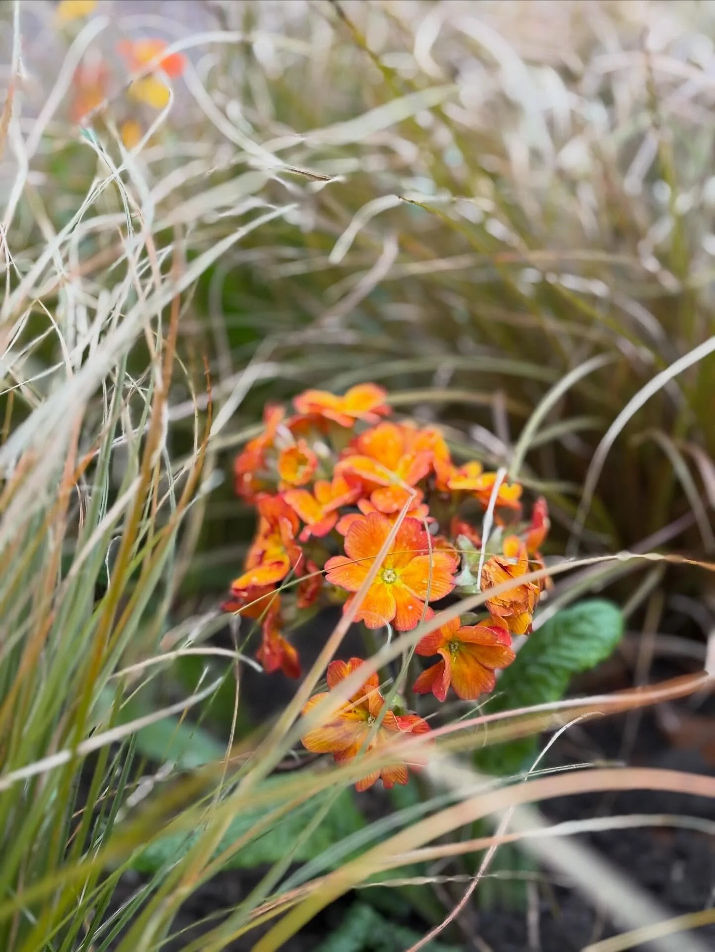 Orange in a planting scheme can be a bit of a talking point. Some clients like it, others find it a bit divisive. It&rsquo;s a strong, bold colour but when used thoughtfully, I think it can look stunning. In this client border, this orange Primula ca