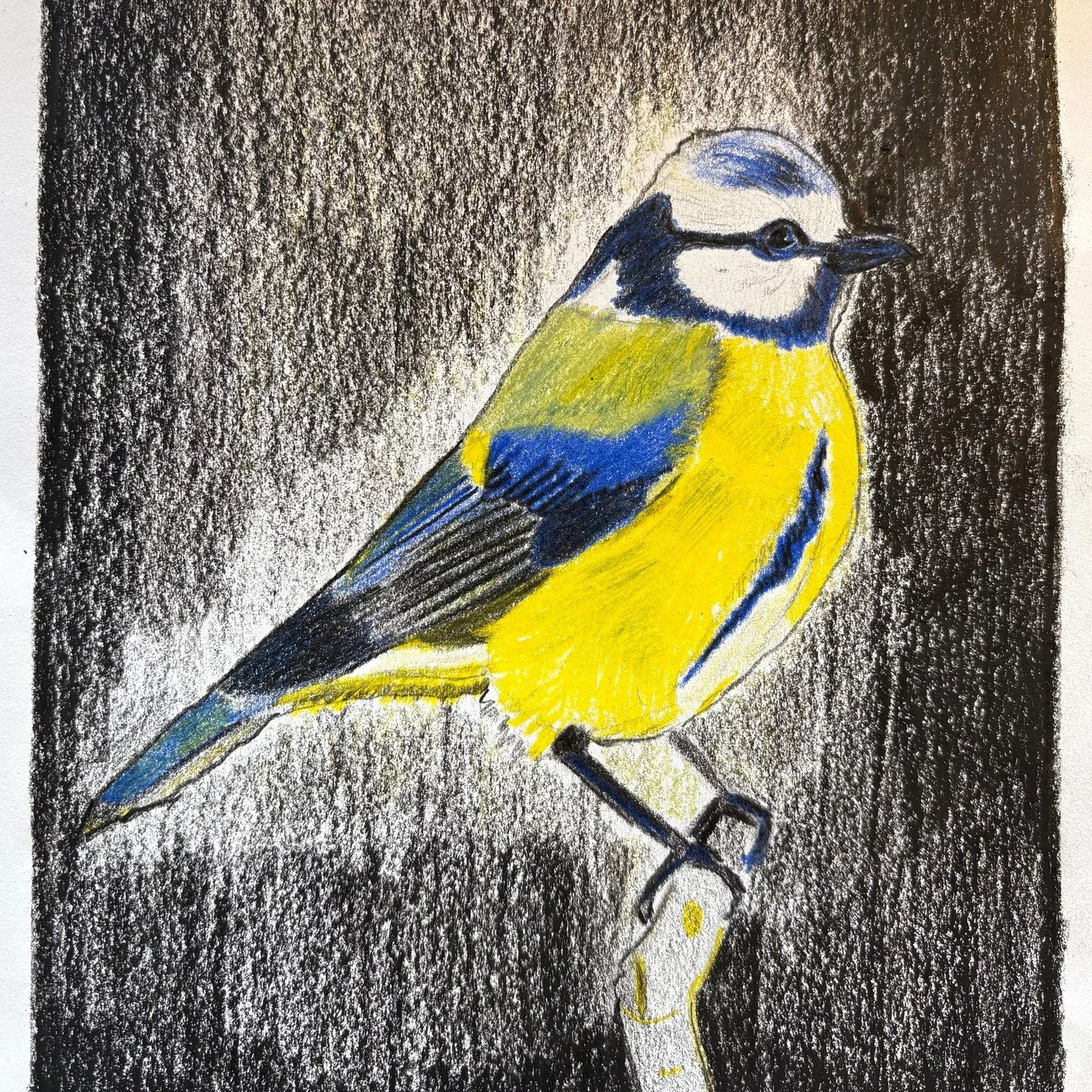 Why you should plant a garden and welcome birds...
The more we plant and layer in a garden, the more life it welcomes in return. Not just for us, but for animals such like the bird visitors .
I&rsquo;m sharing this little blue tit I drew in art class