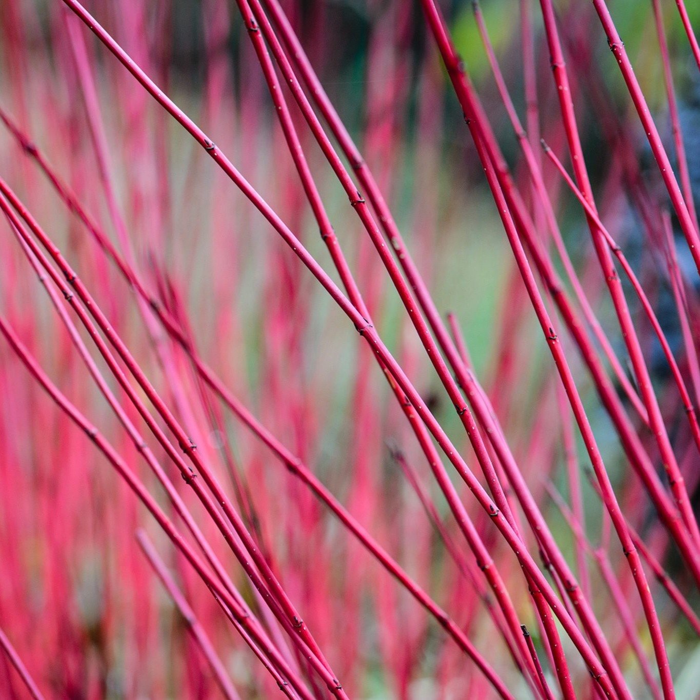 These five plants are still working their magic in the garden and remind me why designing with winter in mind is so important, and not just for the peak of summer. Most gardens lack any interest in winter but we still look out of our windows every da