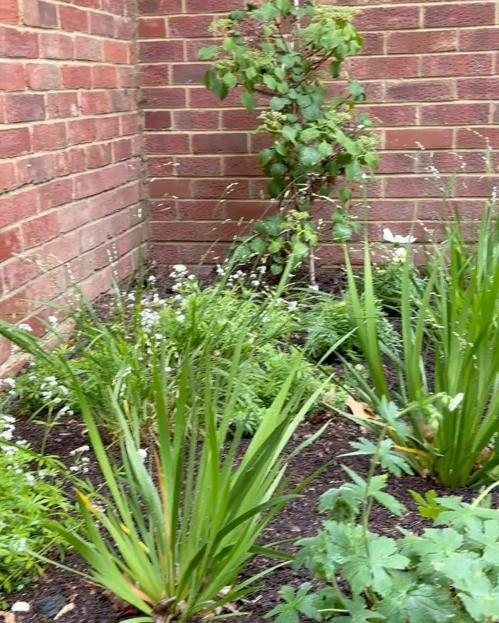 Back in this garden last week and the planting from last Autumn is starting to take shape. We planted these beds last September. And I&rsquo;ve added a few additions to fill in a gap in a very dry shady area of the garden which we didn&rsquo;t touch 