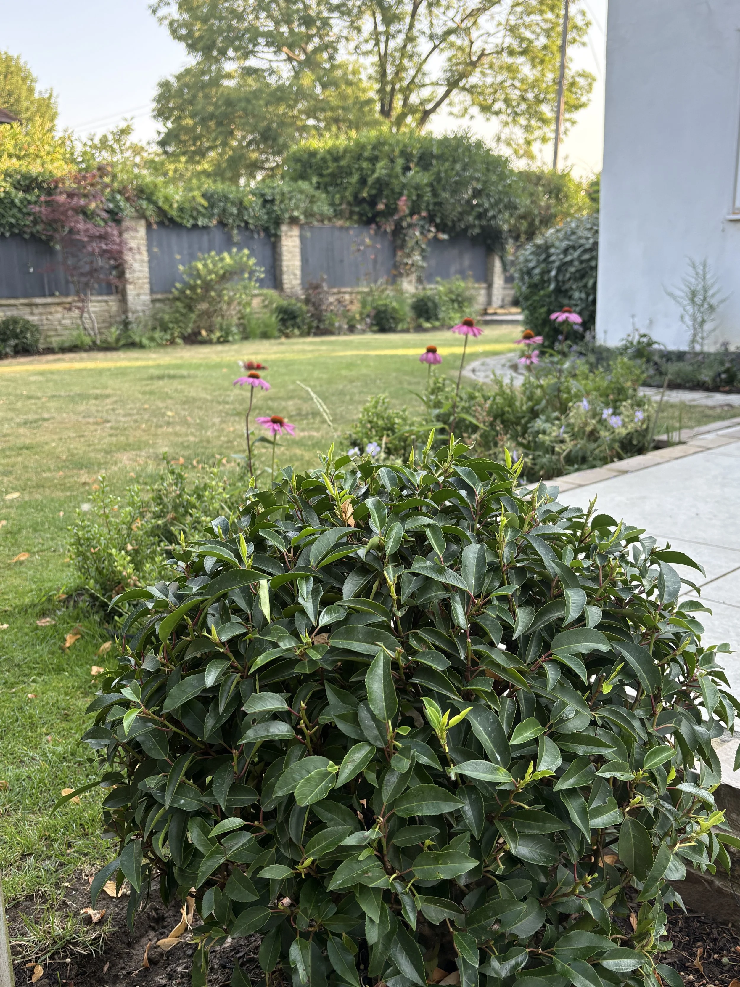 topiary shrubs