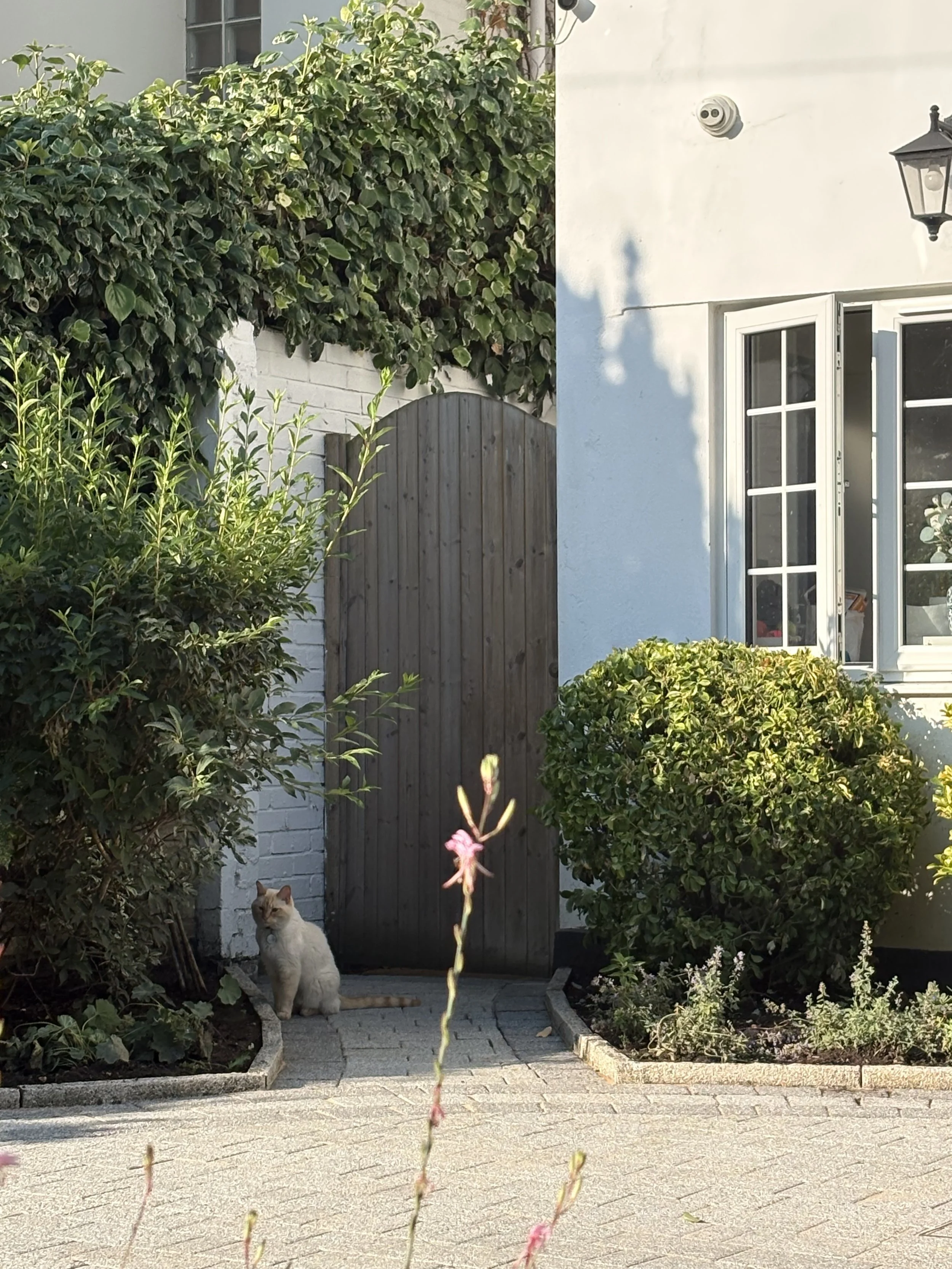 family cat in front garden