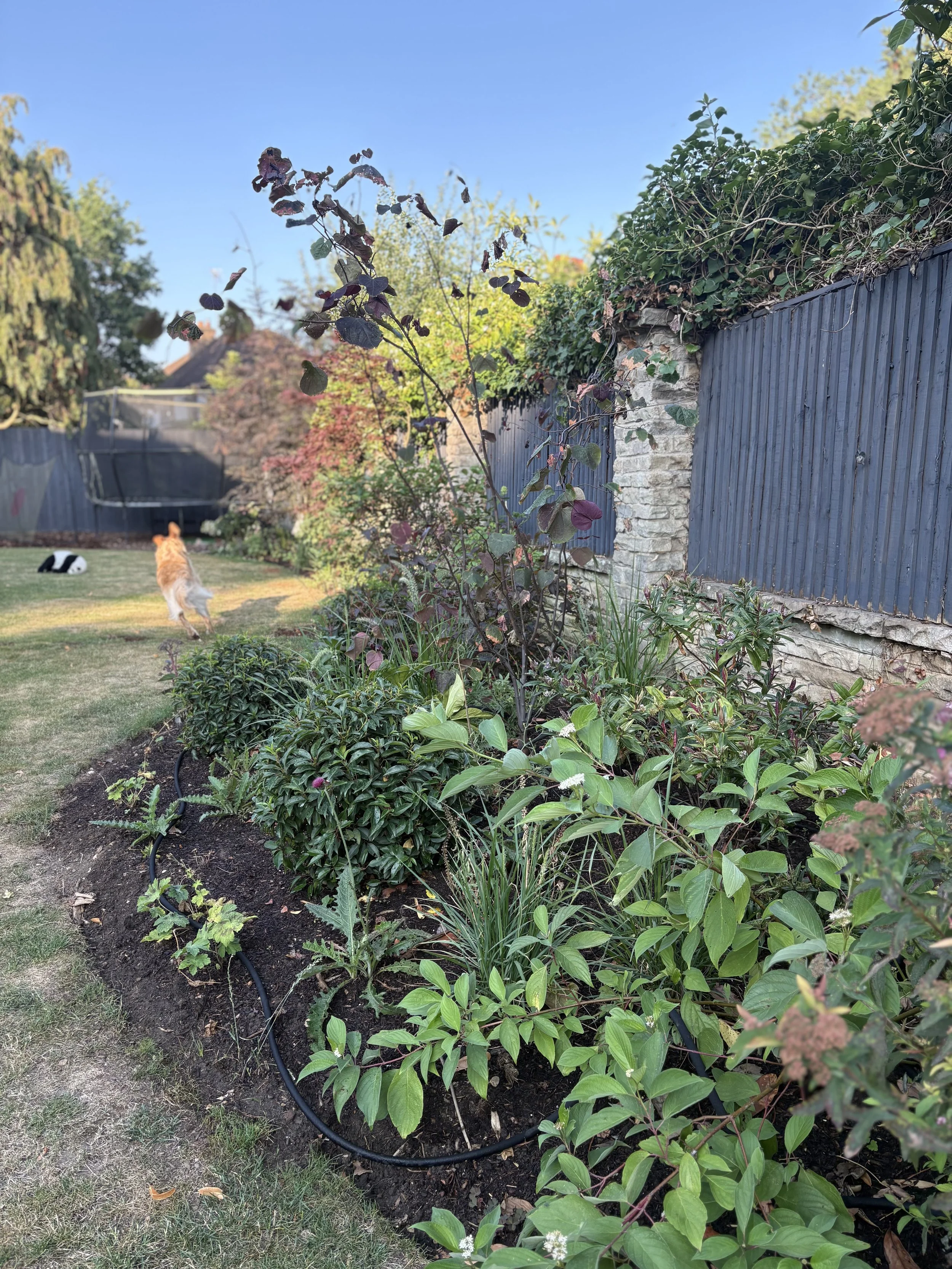 planting bed