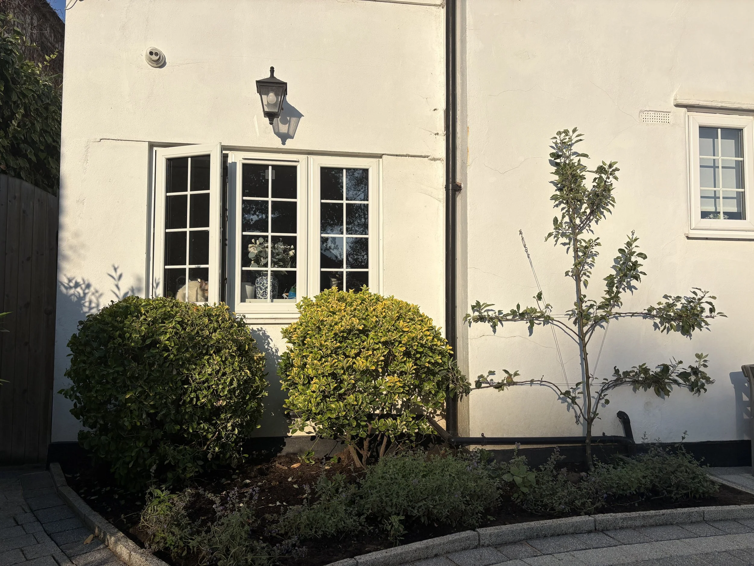 wall-trained apple tree