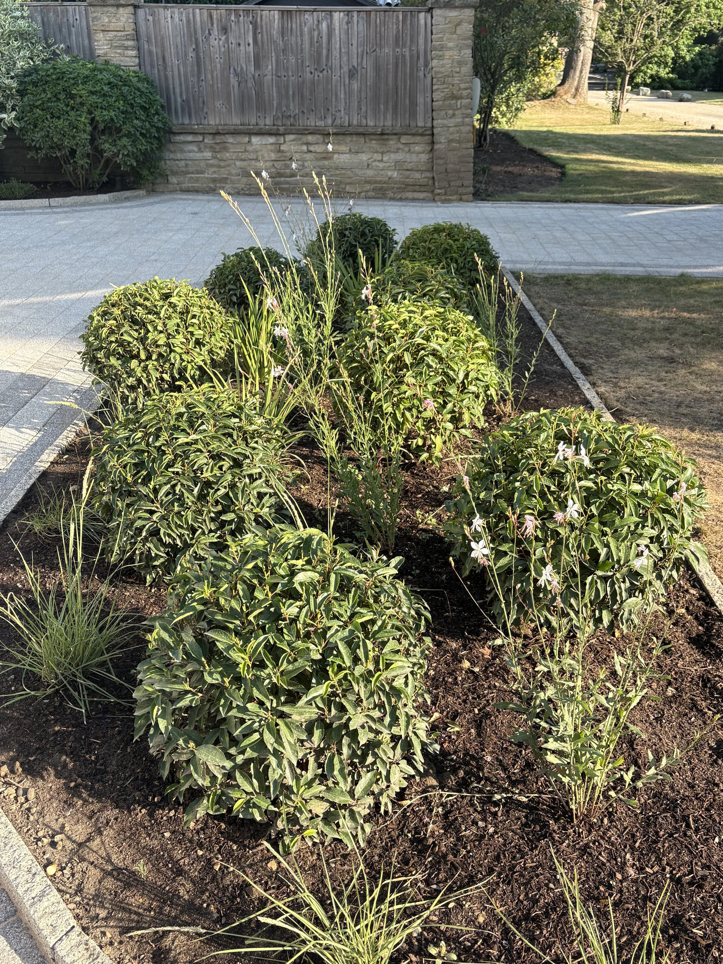 topiary shrubs