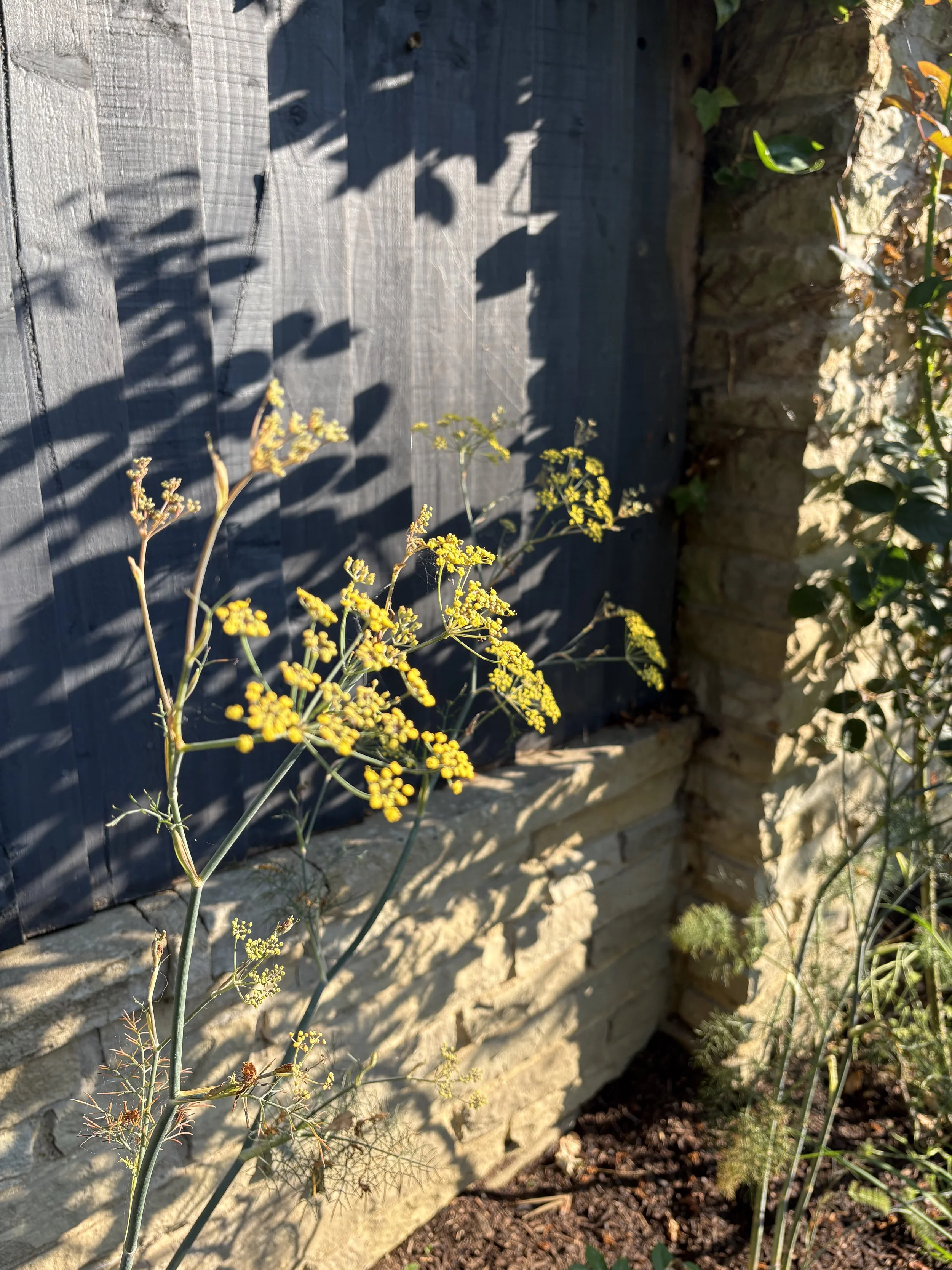 fennel