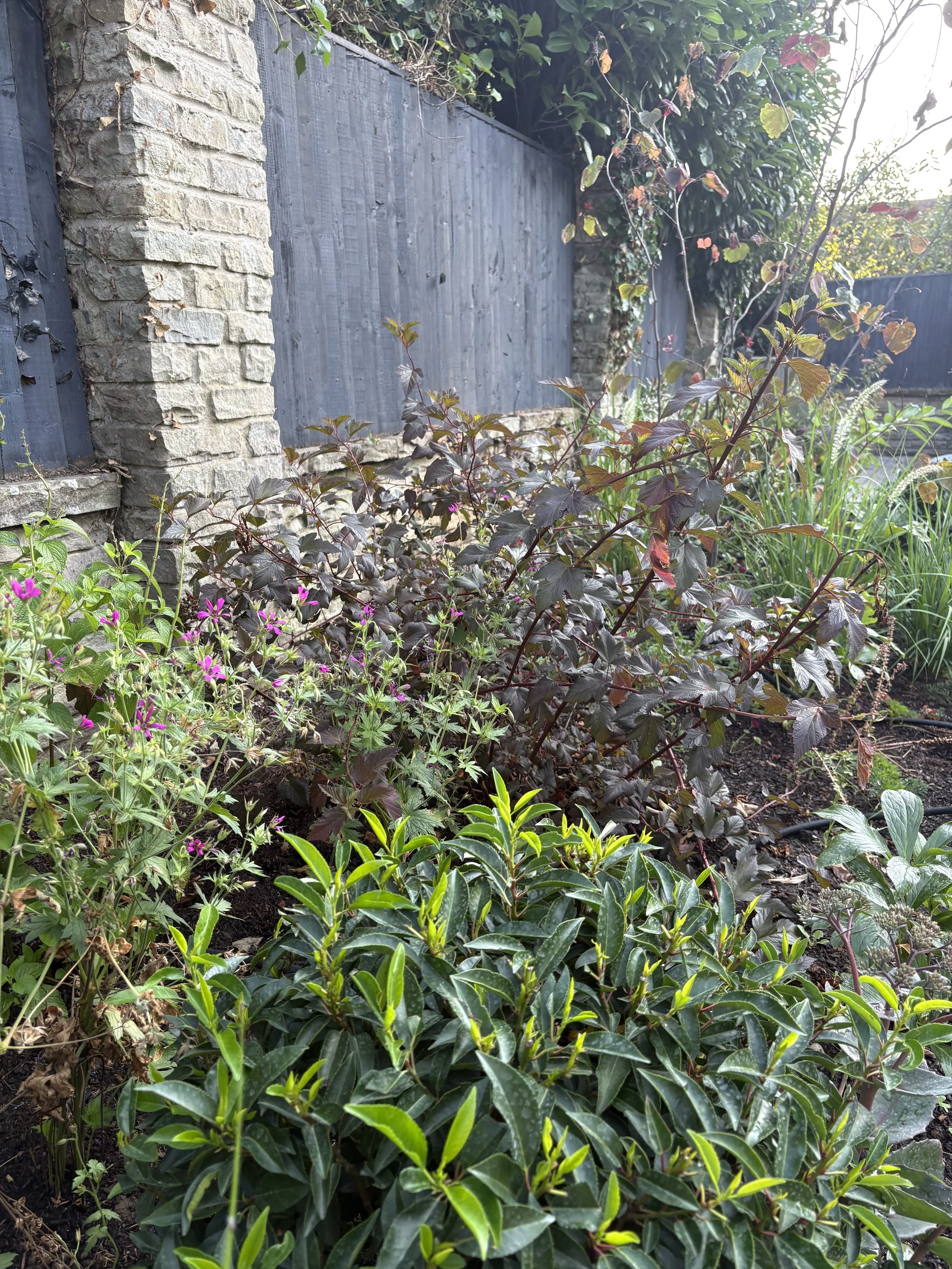 planting bed