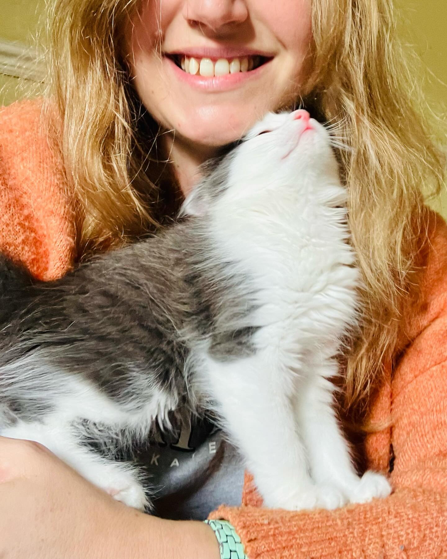 We are so chuffed to have him 💕 He seems pretty chuffed to have us 💕 And I am amazed, minute by minute, by the joy he brings just by being himself ✨ 

#newkitten #catsofinstagram #rayoflight