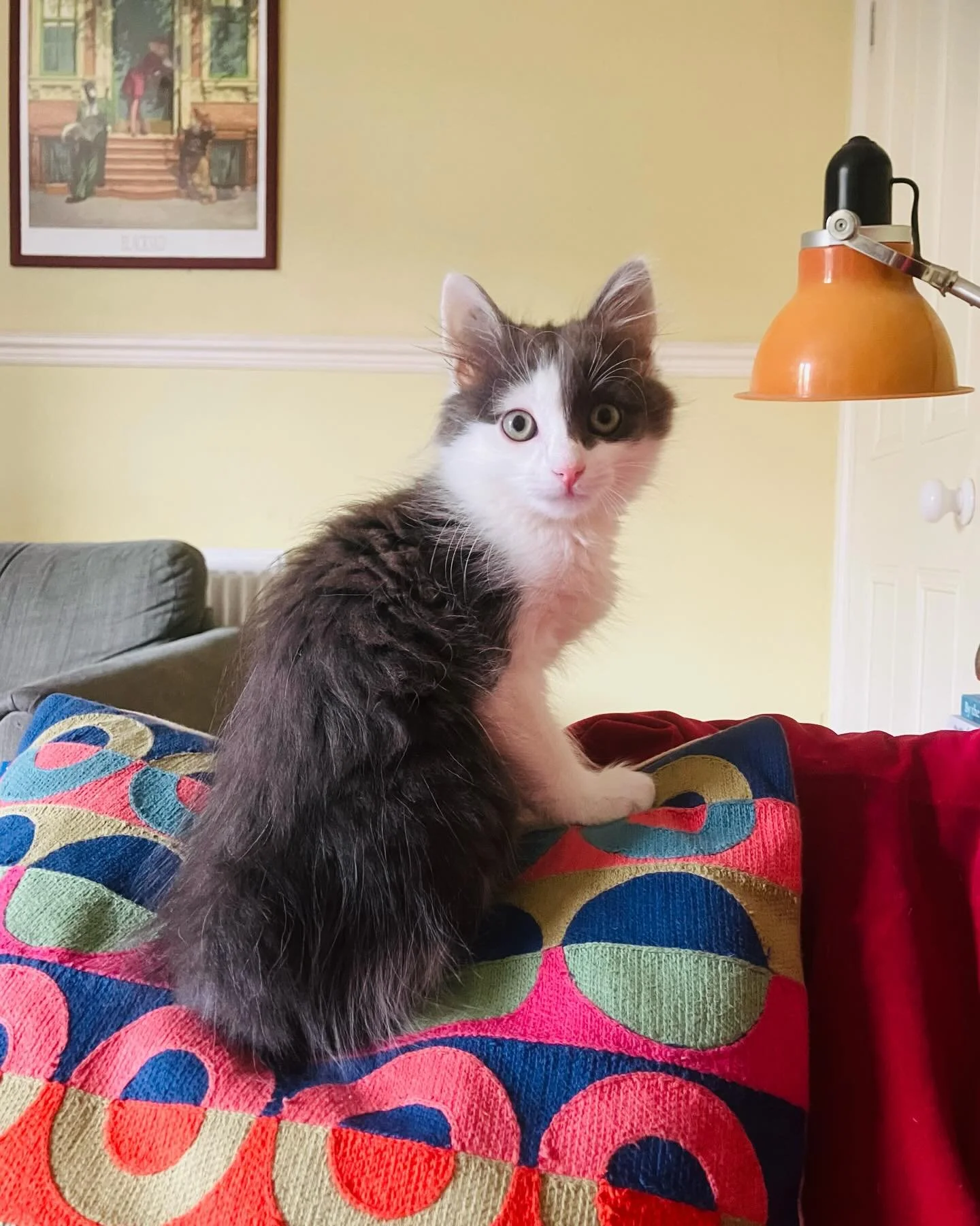 A Portrait of the Artist as a Young Mog 😻

How can one small, four-pawed creature bring such comfort and joy to a house? I suspect all you cat owners already know the answer there ✨ 

#kitten #catsofinstagram #writerscats