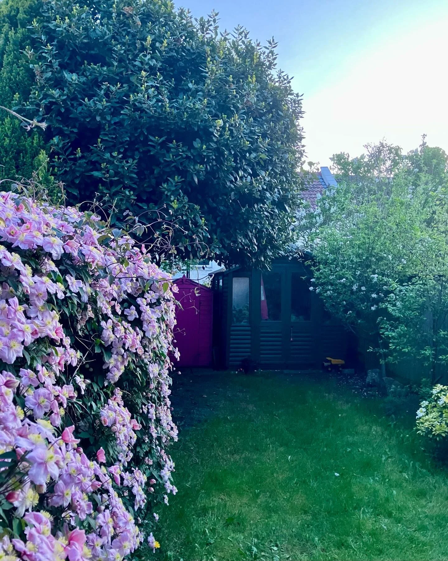 My writing hut at dusk (can you even spot it?) 🔍🍃 🌺 ✍️

#amwri̇ti̇ng #writinglife #sheshed #writinghut #authorsofinstagram