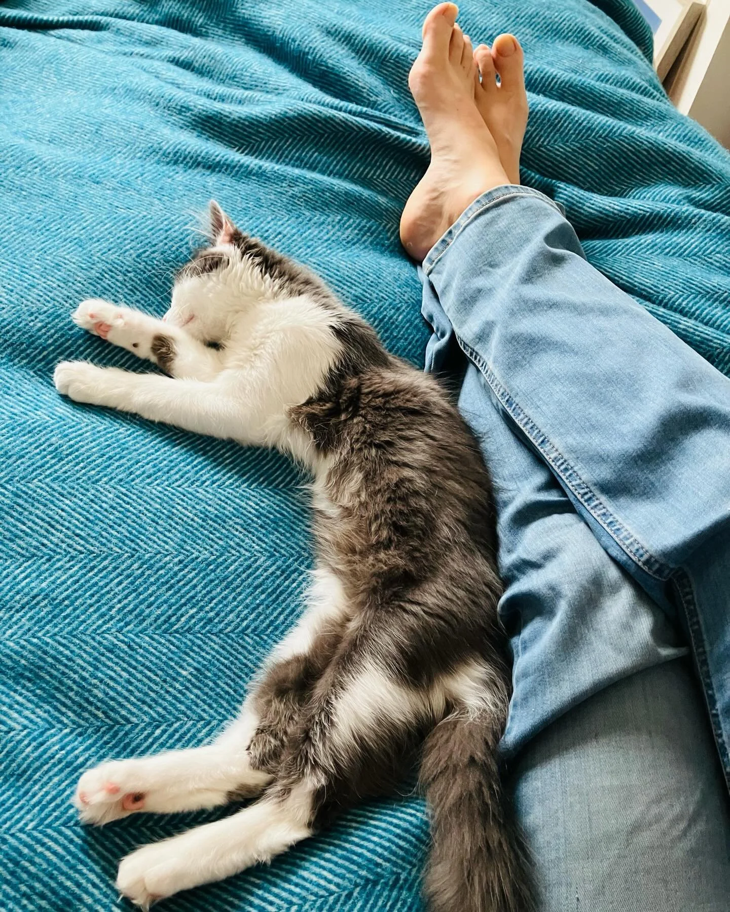 After a busy week, it&rsquo;s a slow afternoon here &hellip; 💕

#cats_of_instagram #writersandcats #kitten #slowdown