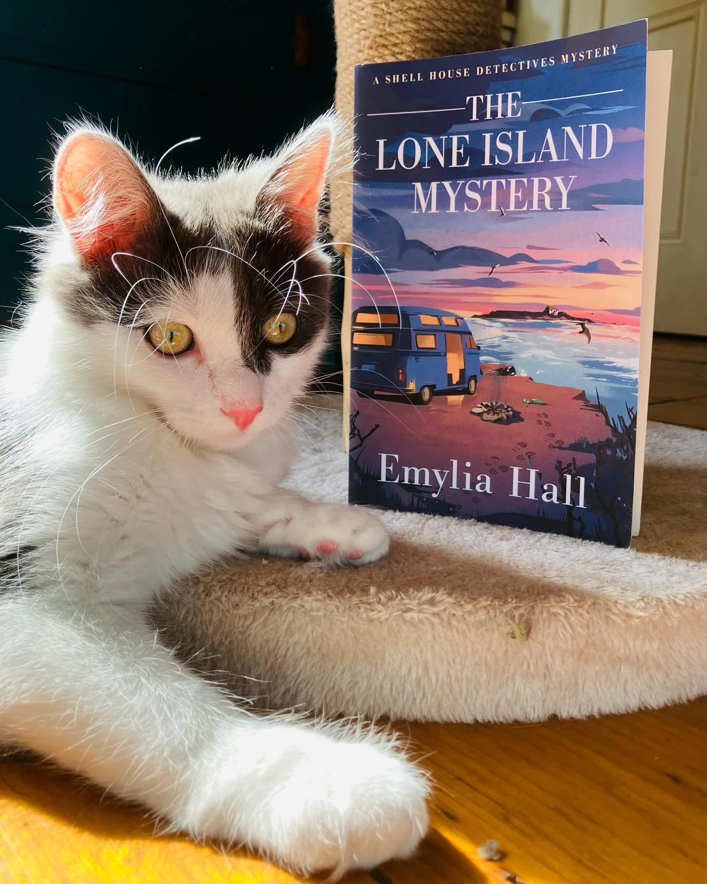 One is 1 week old today and the other is 20 weeks old today 😻📚🎉 

Amazed to see The Lone Island Mystery is still hanging out in the Top 100 Kindle charts - and topping Private Investigators (go Ally and Jayden! 🥳 🔍 ) BIG big thanks to everyone w