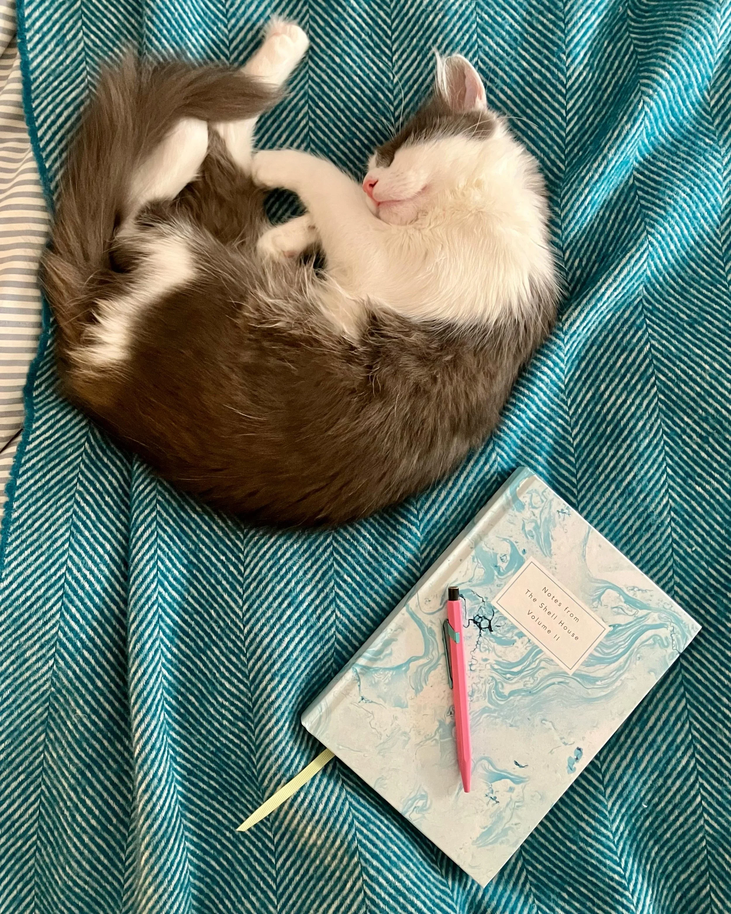 Scary-behind on the new book, so stealing a quiet Sunday hour to try and figure some things out in my notebook (definitely more questions than answers going on 😬). It&rsquo;s hard to feel too panicked in this company though &hellip; especially when 