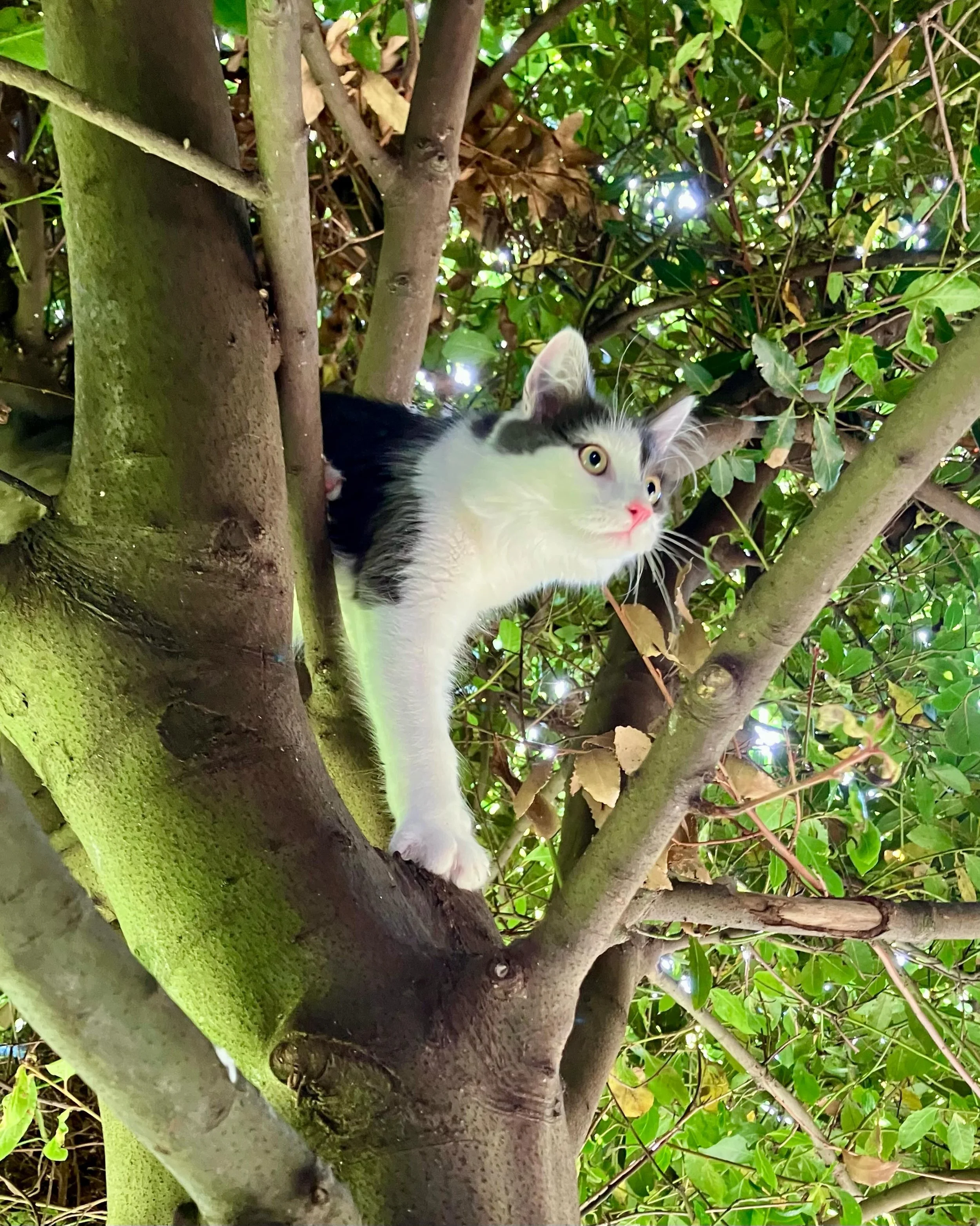 Baby&rsquo;s first tree climb &hellip; 😻 Chilli playing in the garden in the deliciously cool (and all too fleeting) light of early morning 🍃 

#catsofinstagram #kittensofinstagram