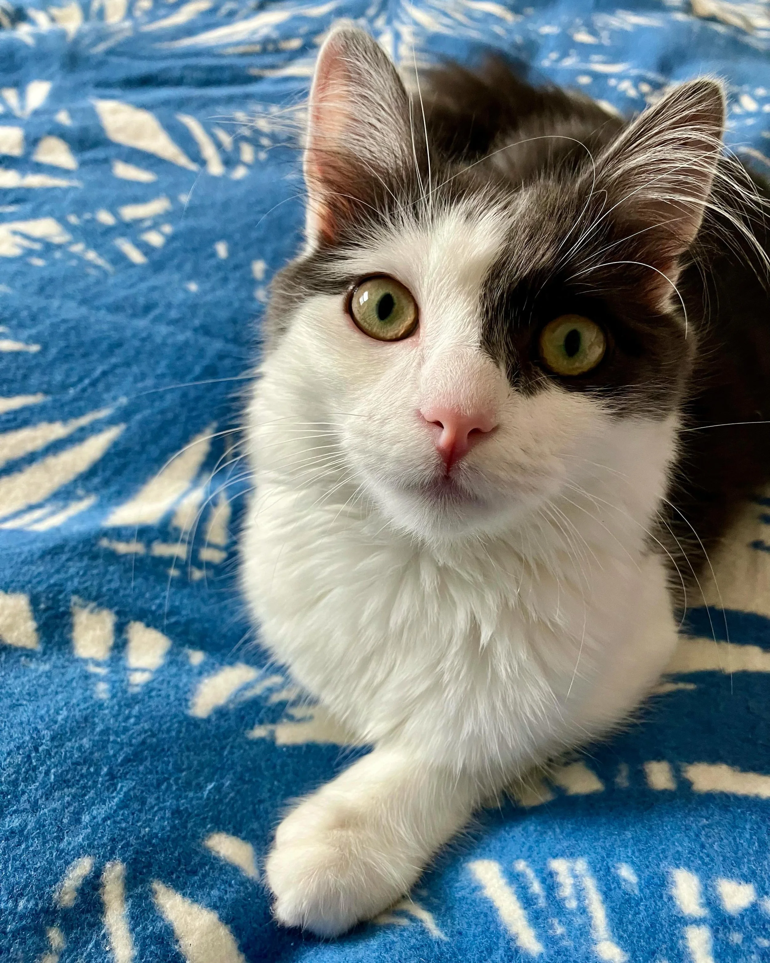 Six months old yesterday. No better pal 💕

#catsofinstagram #kitten #writersandcats