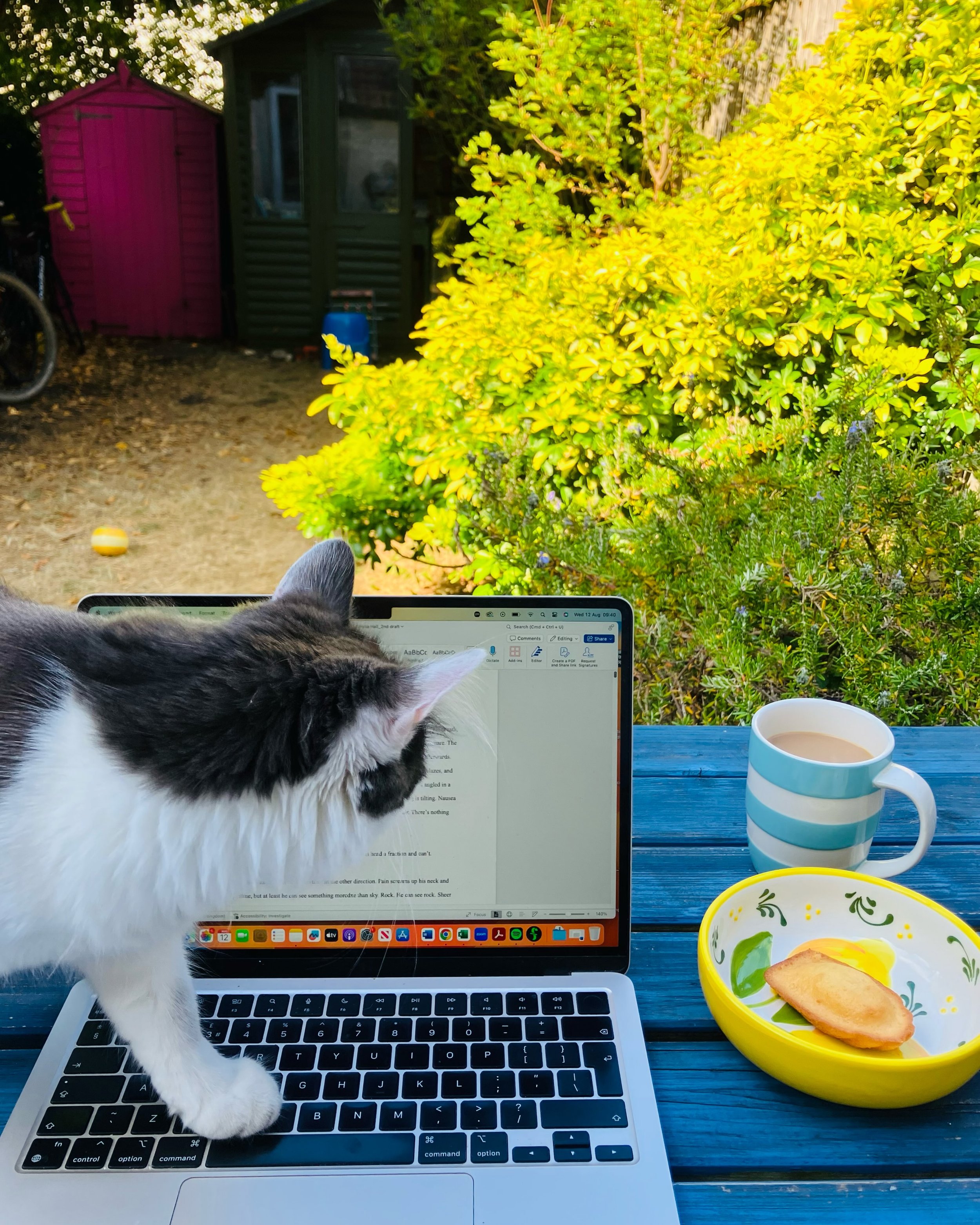 Celebrating finishing the 2nd draft of Shell House Detectives number 9 by letting Chilli walk all over my keyboard 🐾 And tomorrow, tomorrow I shall run into the sea ... 🥳 🌊 

#writingprocess #amwri̇ti̇ng #writersandcats #writinglife #creativelifeh